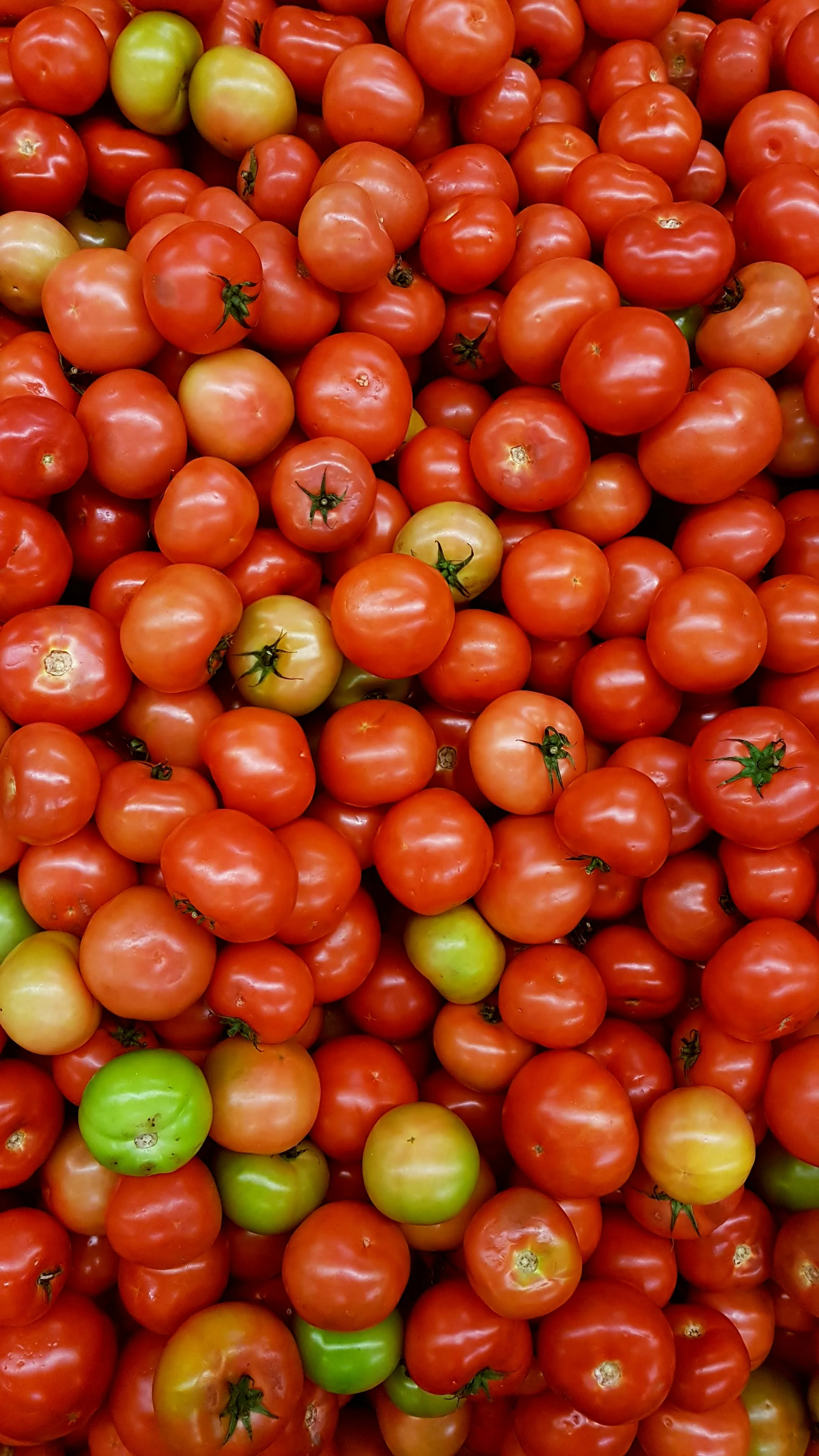 Не згубіть свою розсаду: коли в жодному разі не можна садити помідори