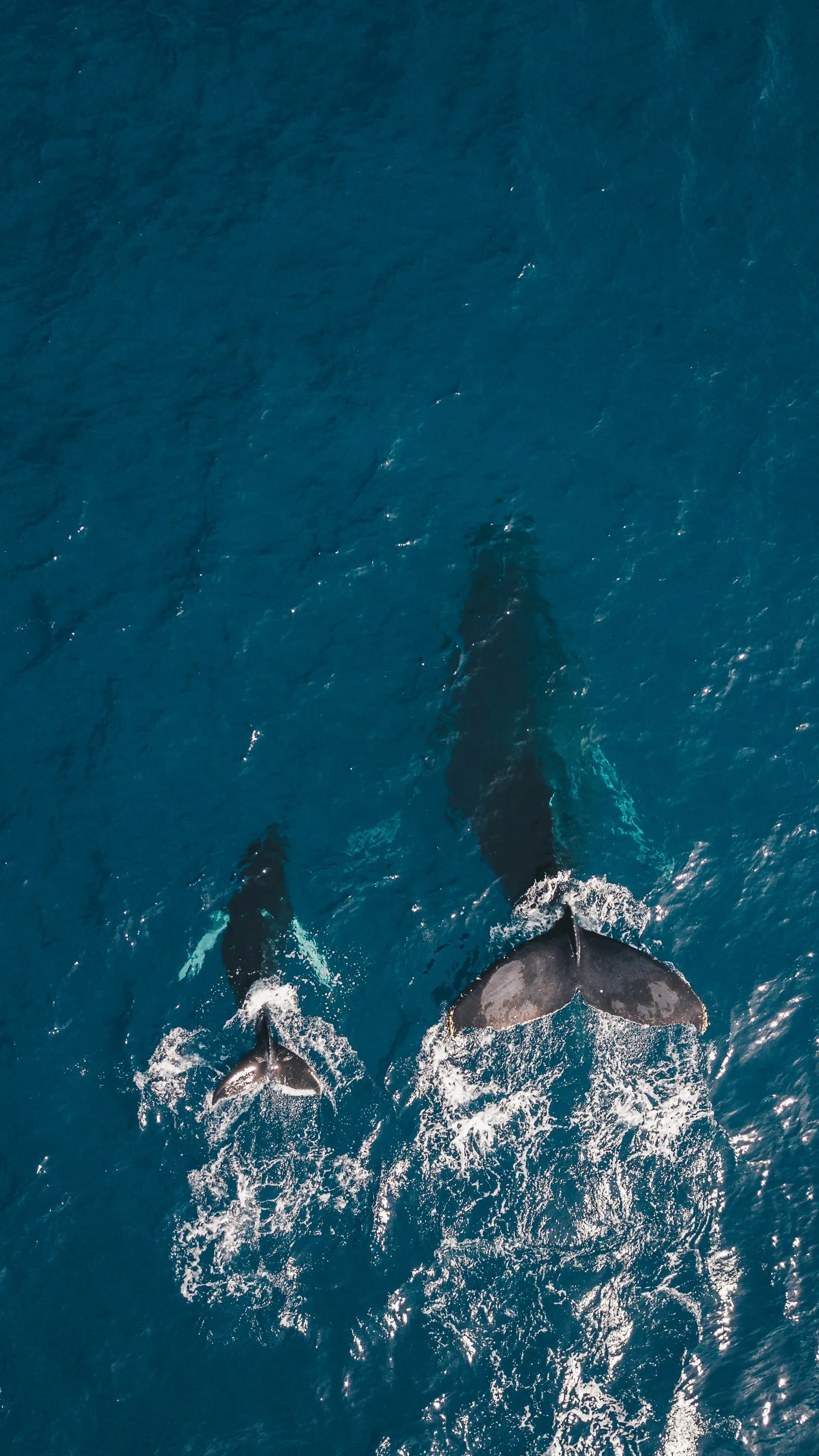 Науковці 20 хвилин розмовляли з китом в океані