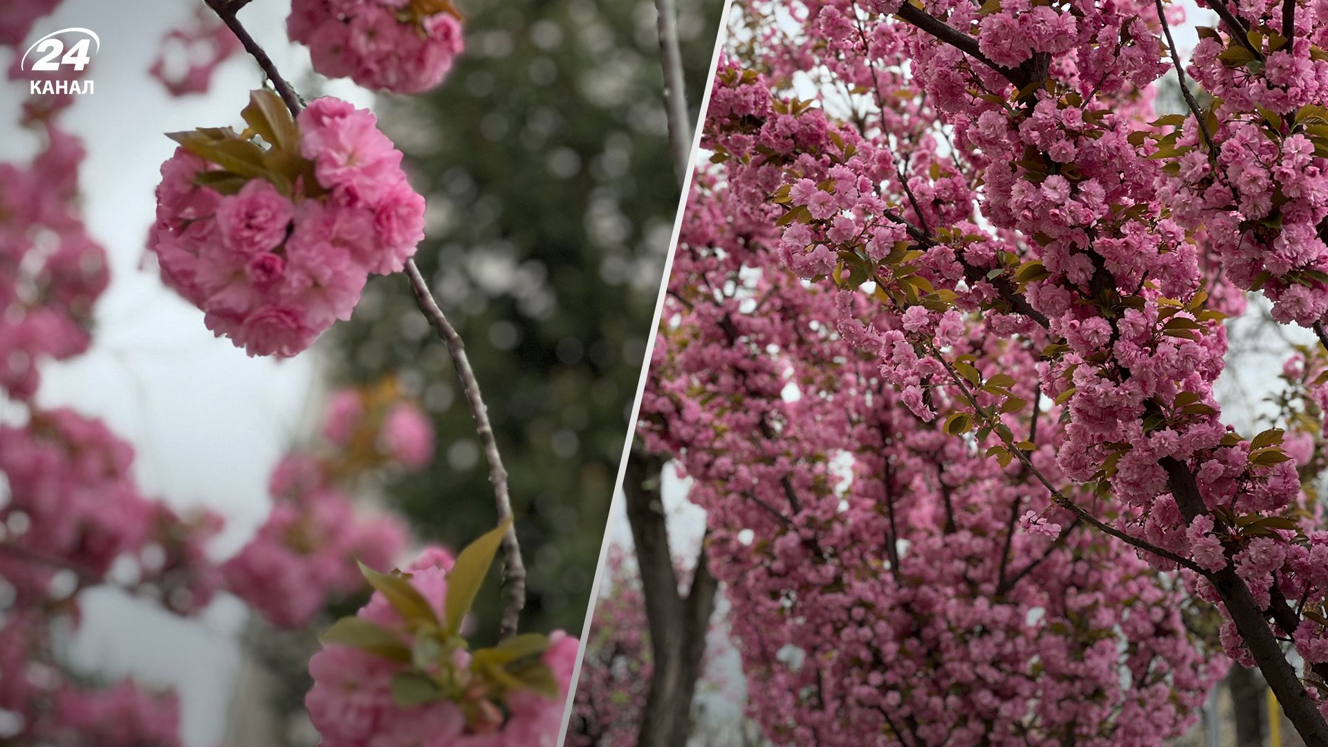 Аномальная жара в апреле - 24 Канал Аномальная жара в апреле - 24 Канал