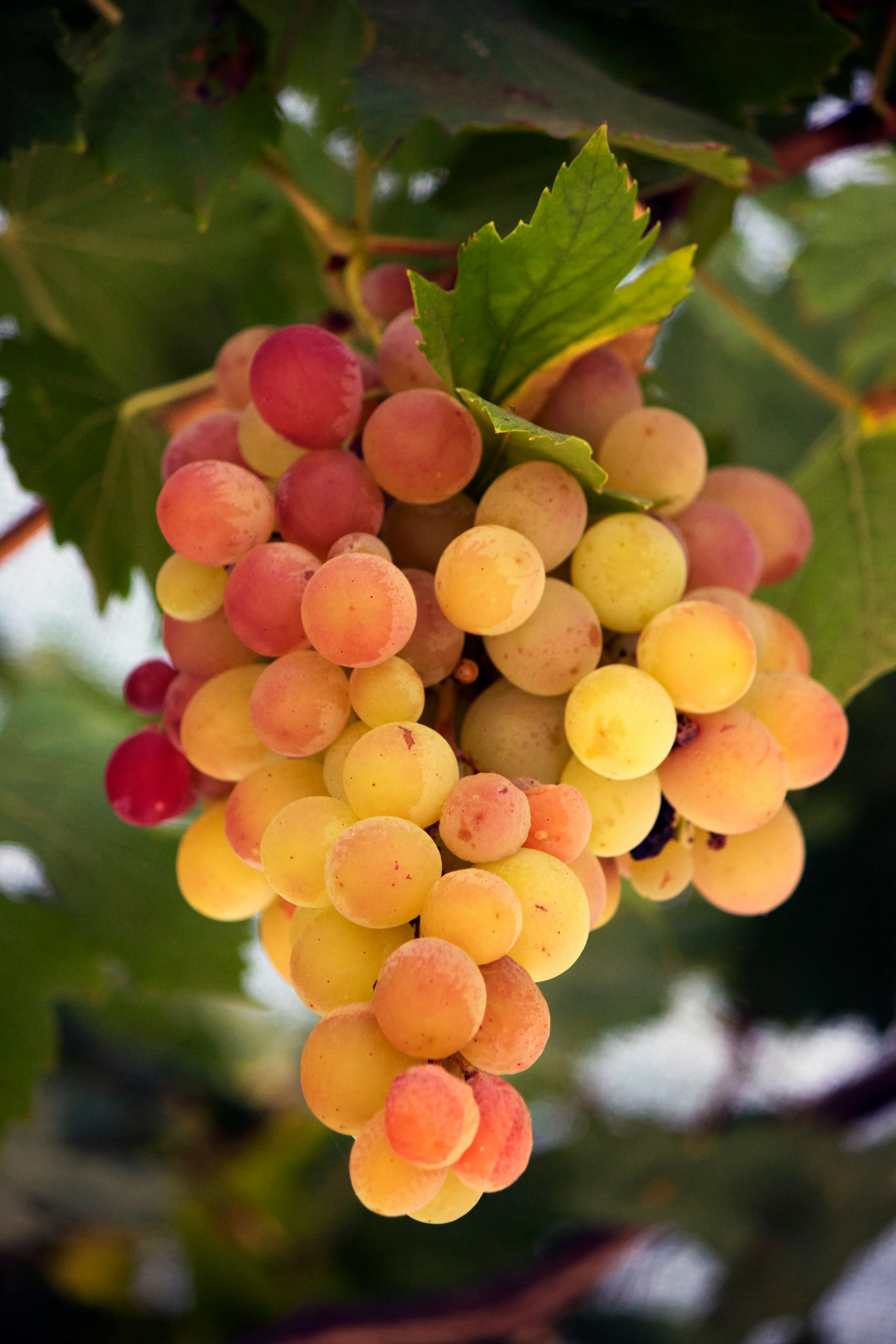 Це відомо лише найдосвідченішим садівникам: чи можна білити виноград навесні