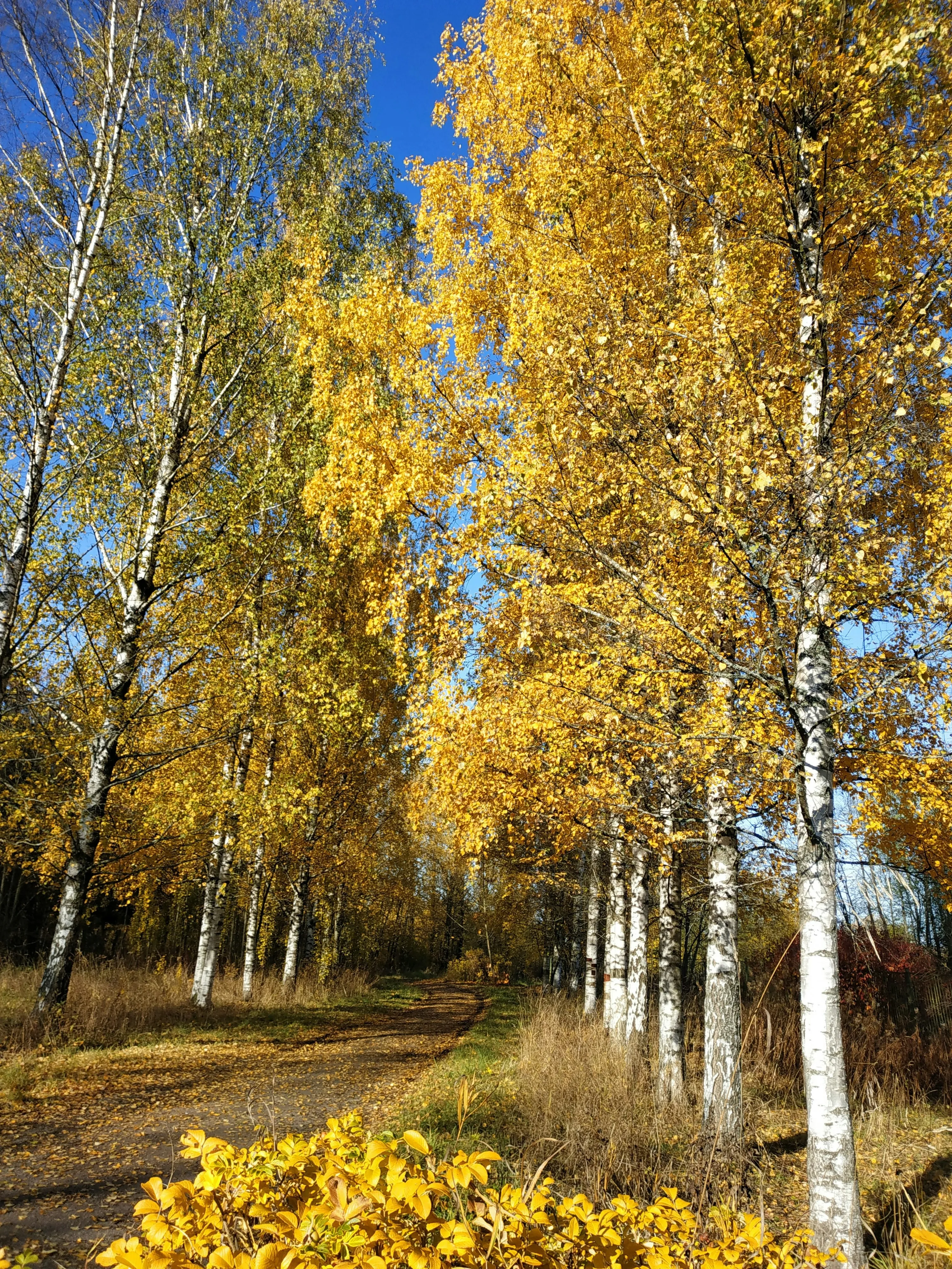 Вытягивают энергию и приносят беду: топ-5 деревьев, которые нельзя высаживать возле дома