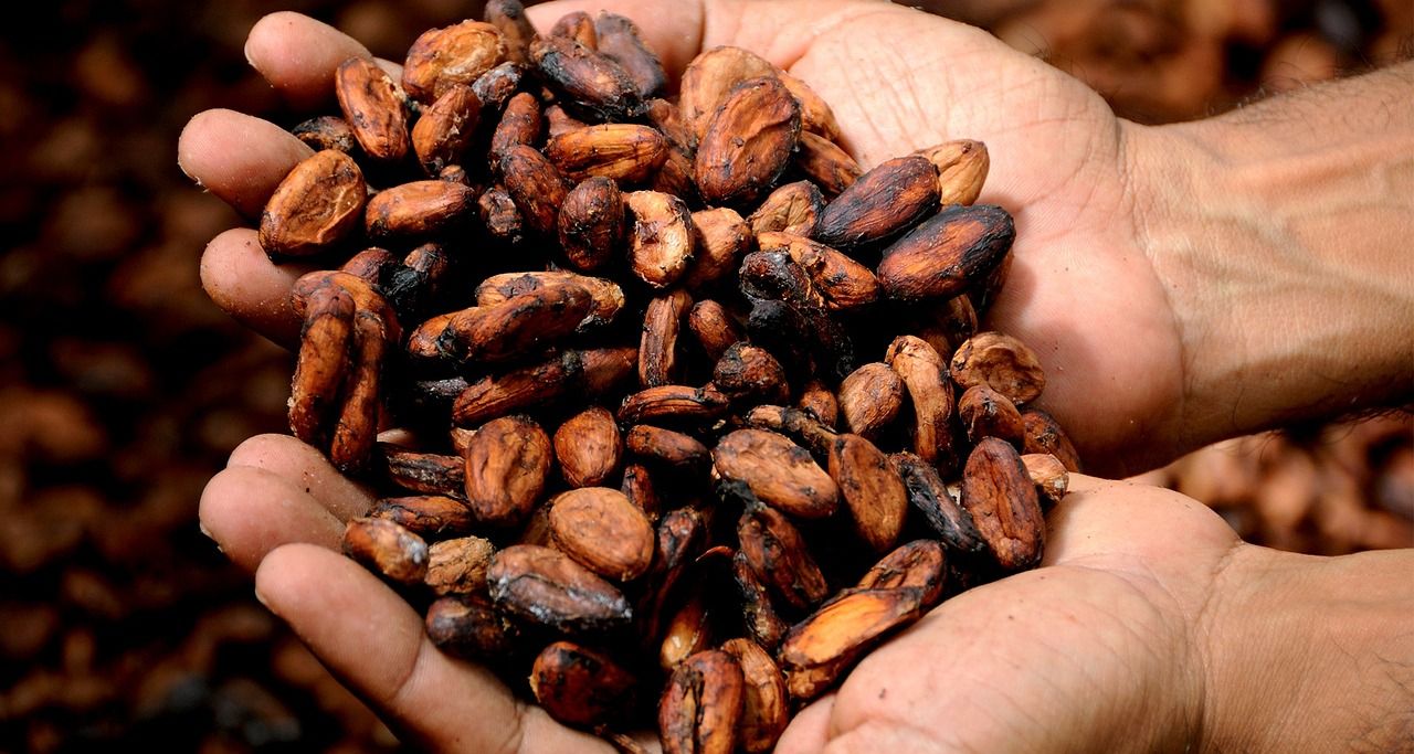 Ціна какао продовжує зростати 