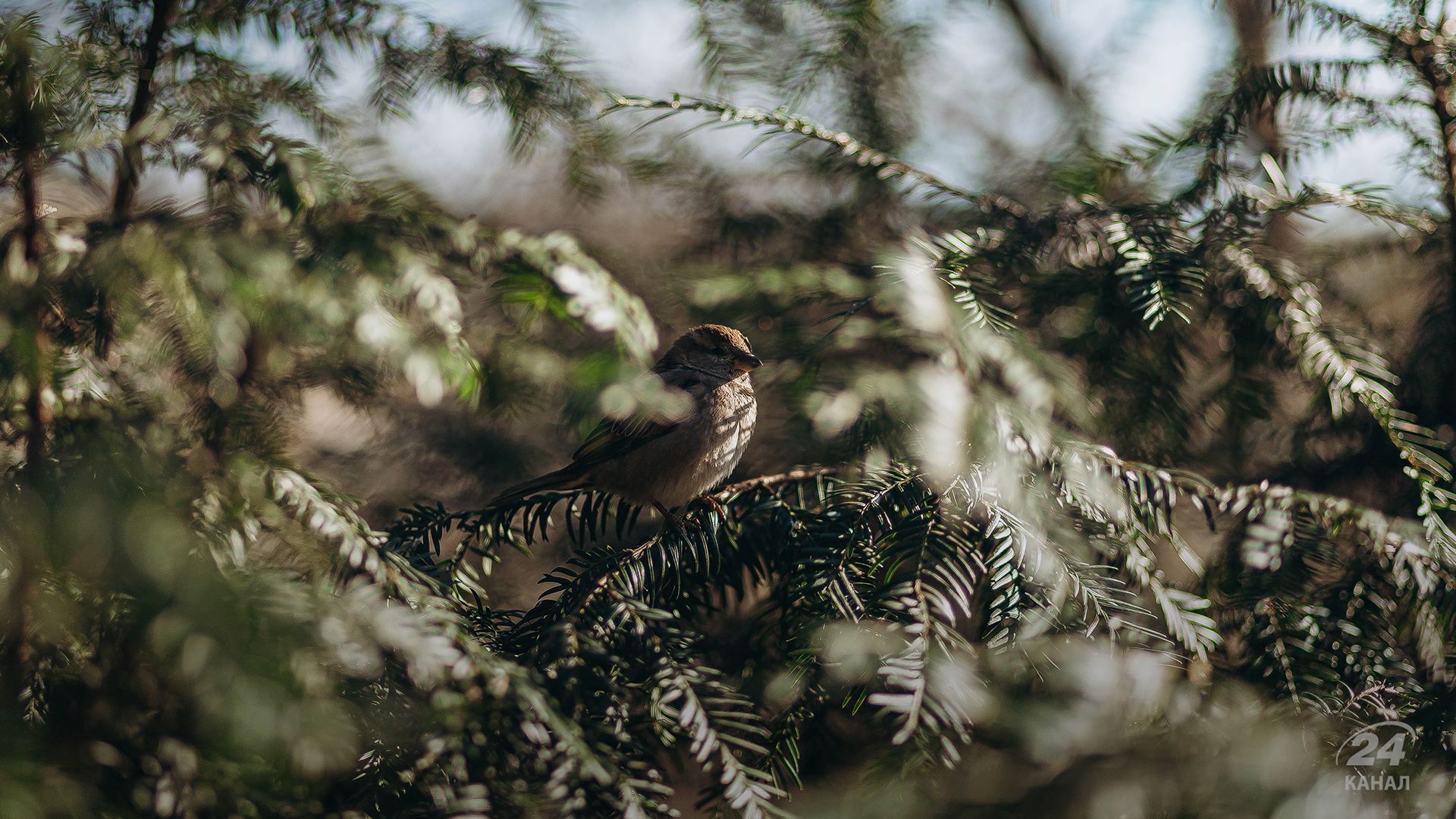 Погода в Україні - 24 Канал Погода в Україні - 24 Канал