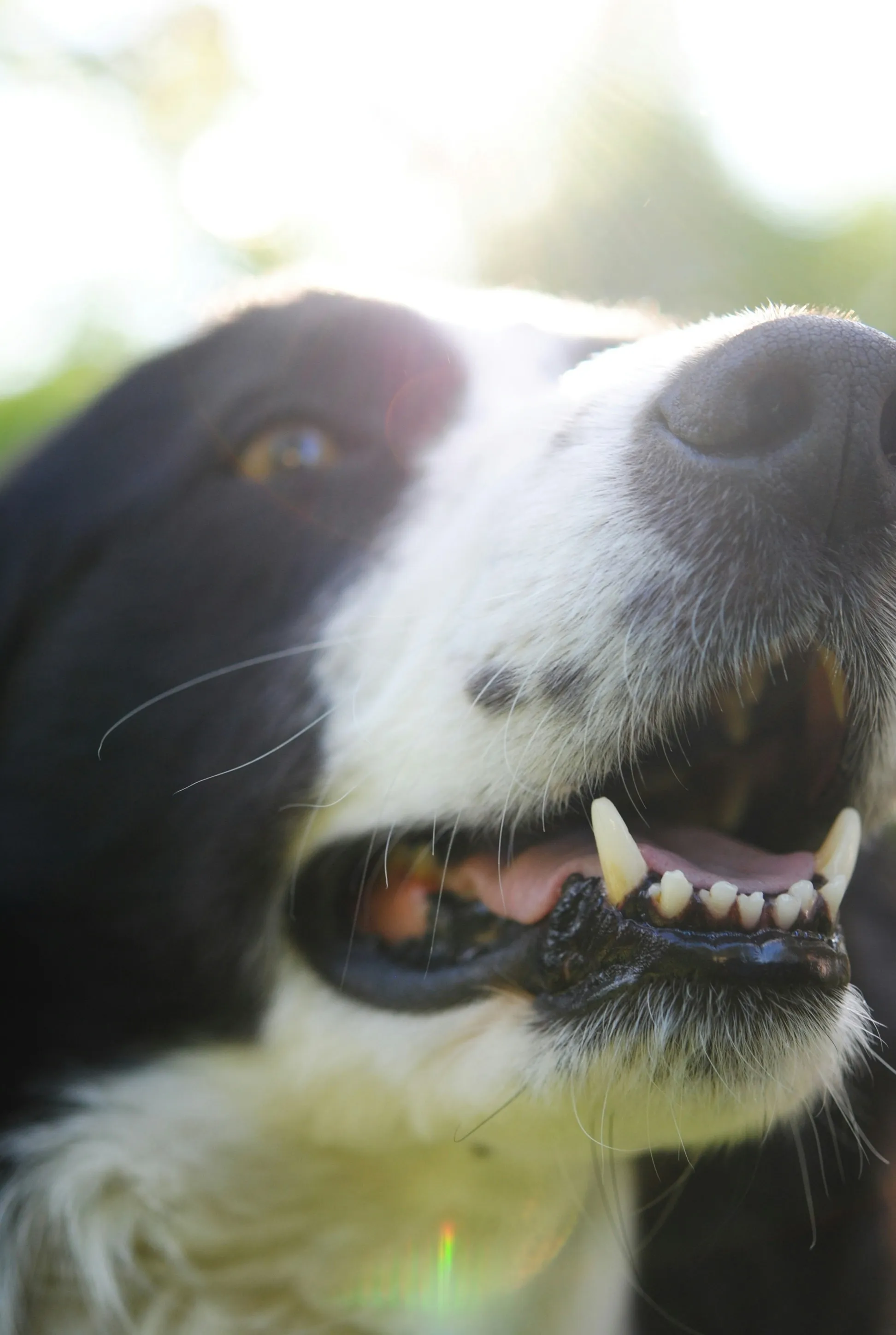 Ветеринарка рассказала как чистить зубы собаки 