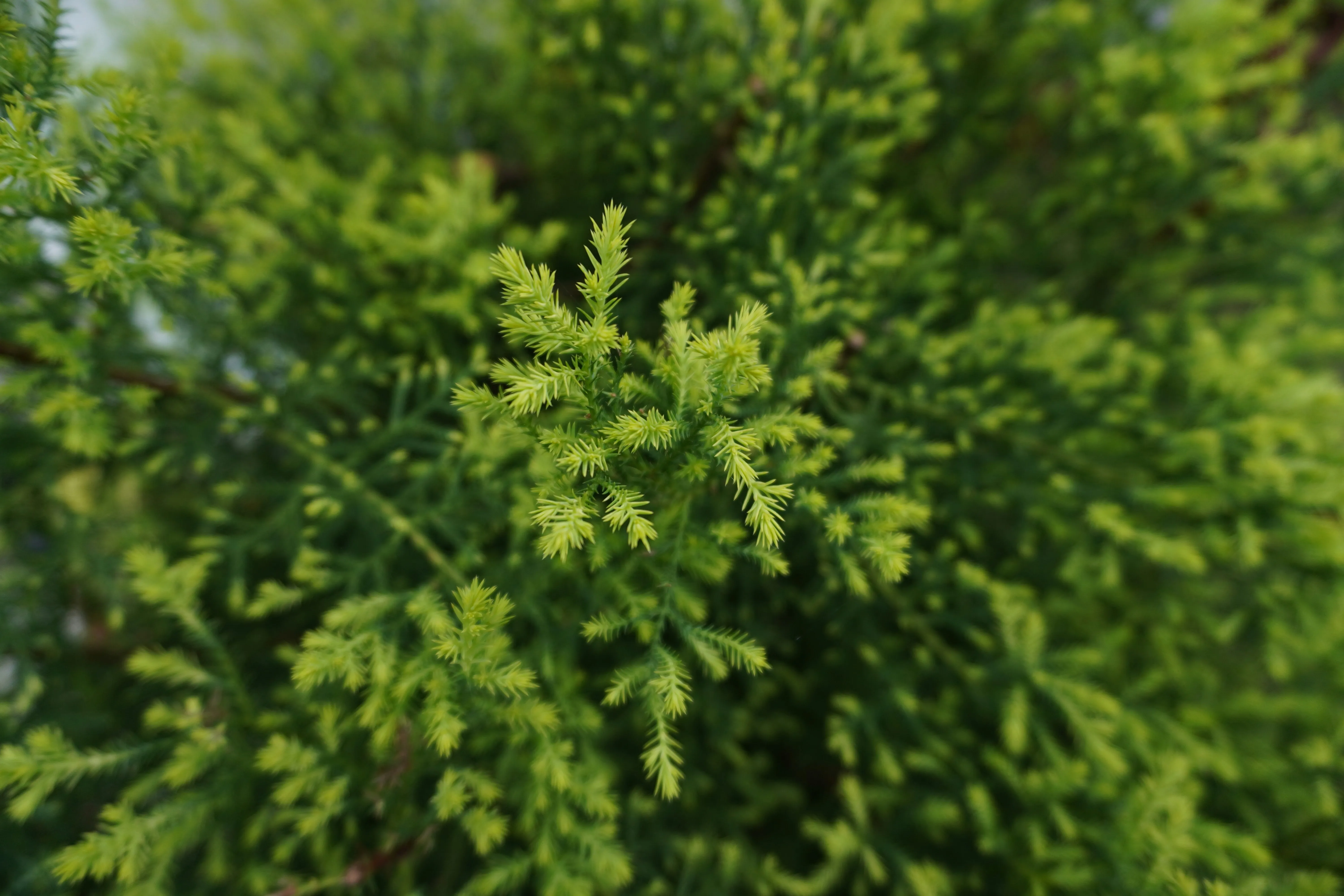 Будут одни проблемы: 7 самых вредных растений, которые категорически нельзя сажать возле дома Будут одни проблемы: 7 самых вредных растений, которые категорически нельзя сажать возле дома