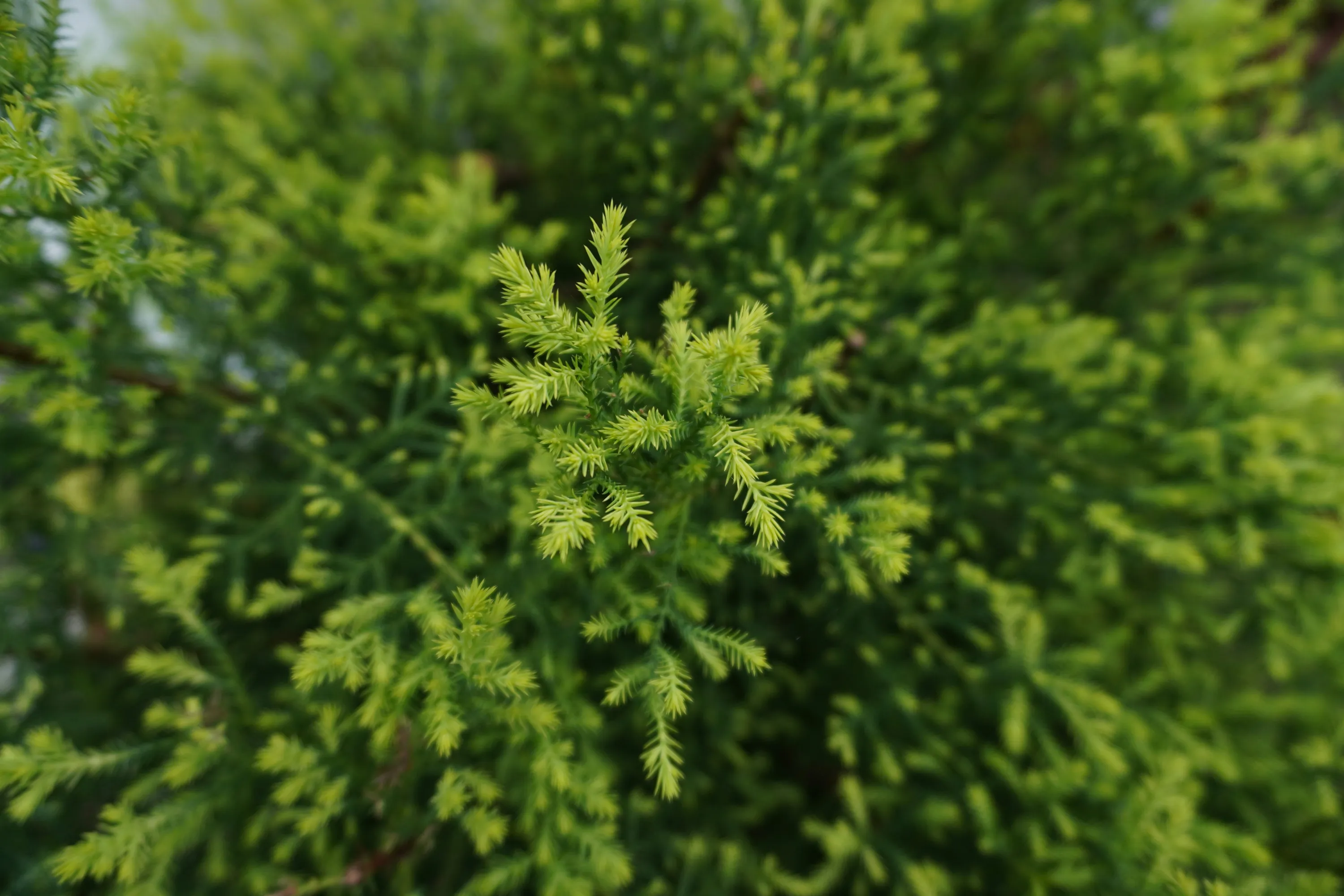 Будут одни проблемы: 7 самых вредных растений, которые категорически нельзя сажать возле дома