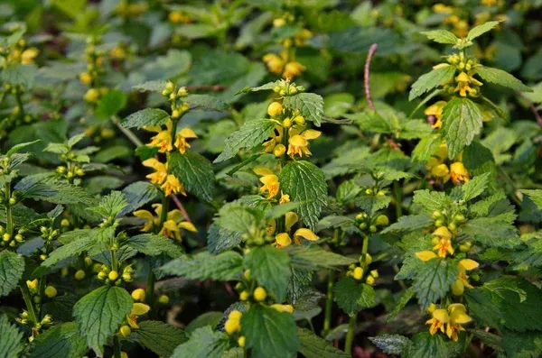 Будуть одні проблеми: 7 найшкідливіших рослин, які категорично не можна садити біля дому