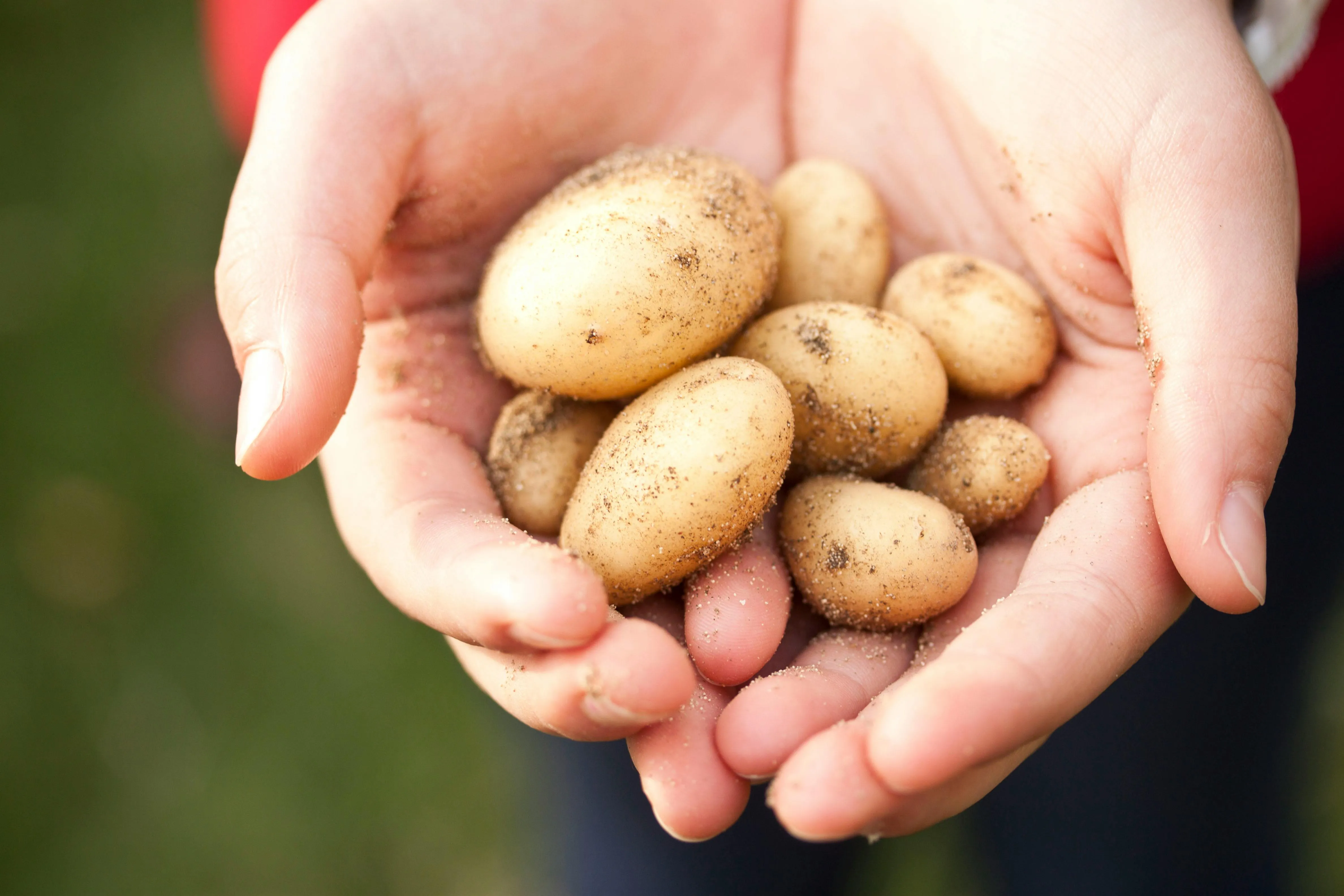 Садити картоплю можна тоді, коли буде тепло й сухо 