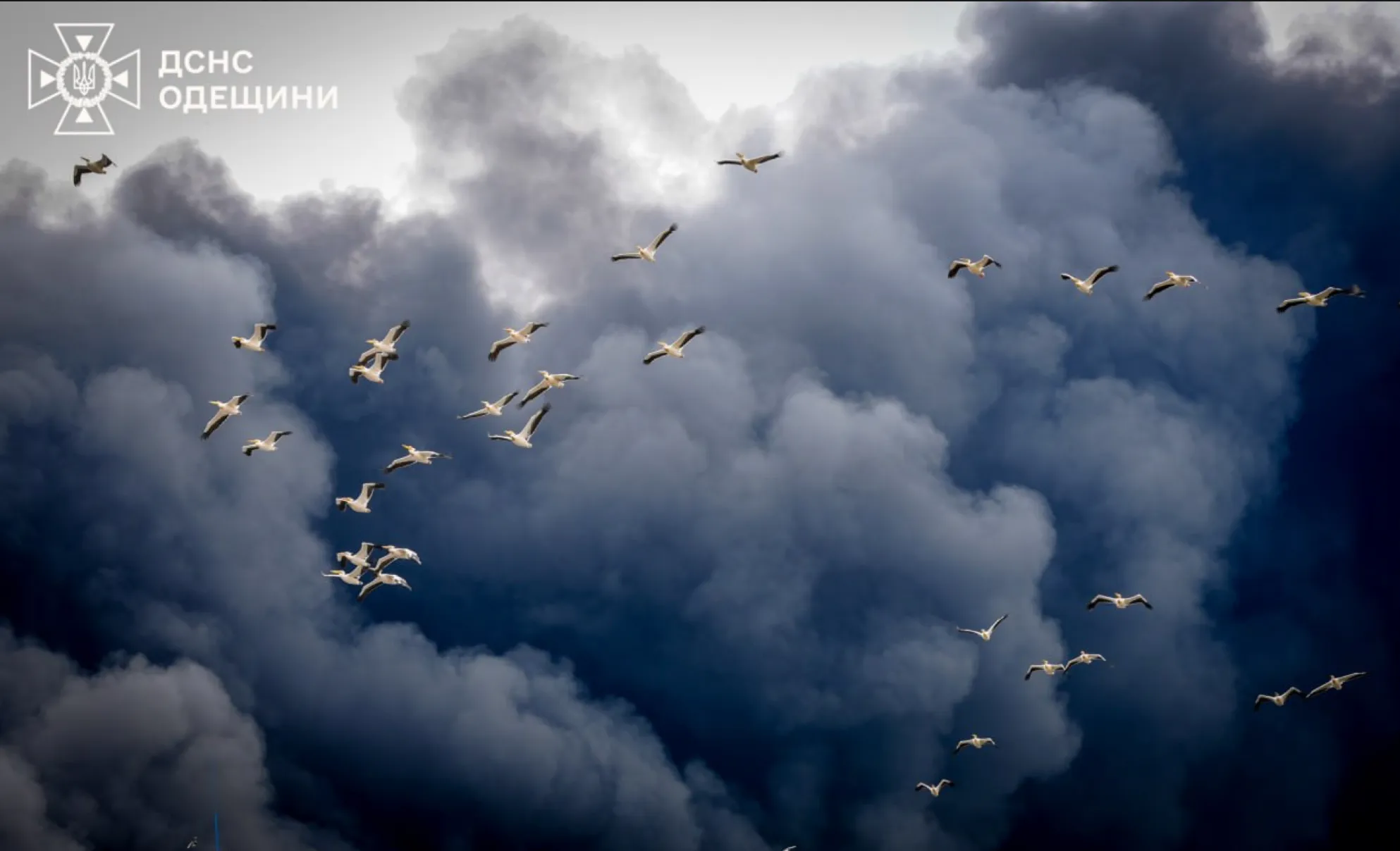 Пеликаны в небе во время ликвидации последствий российской атаки в Одесской области