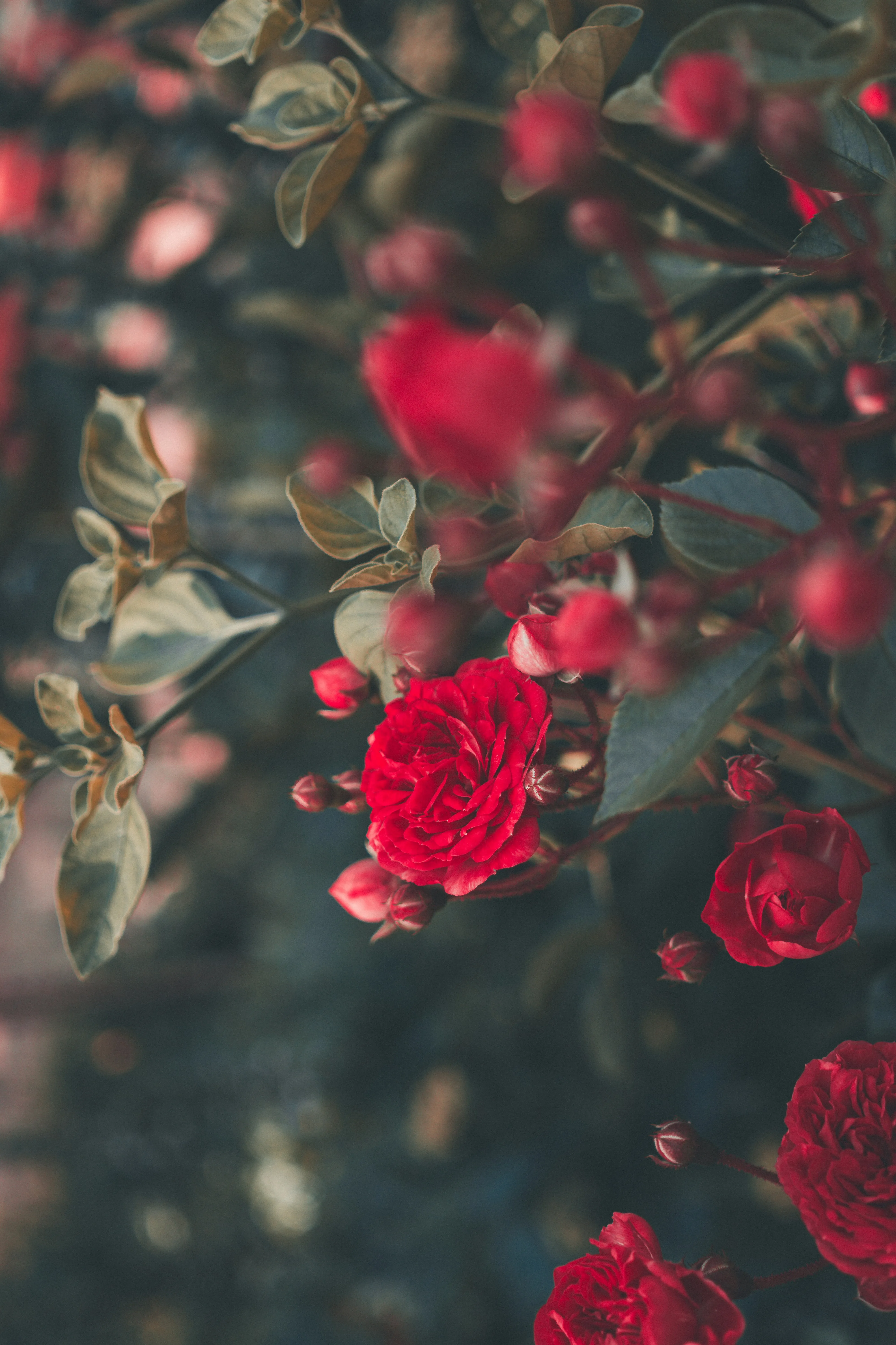 Чтобы пышно цвели как можно дольше: чем можно подкормить розы весной: