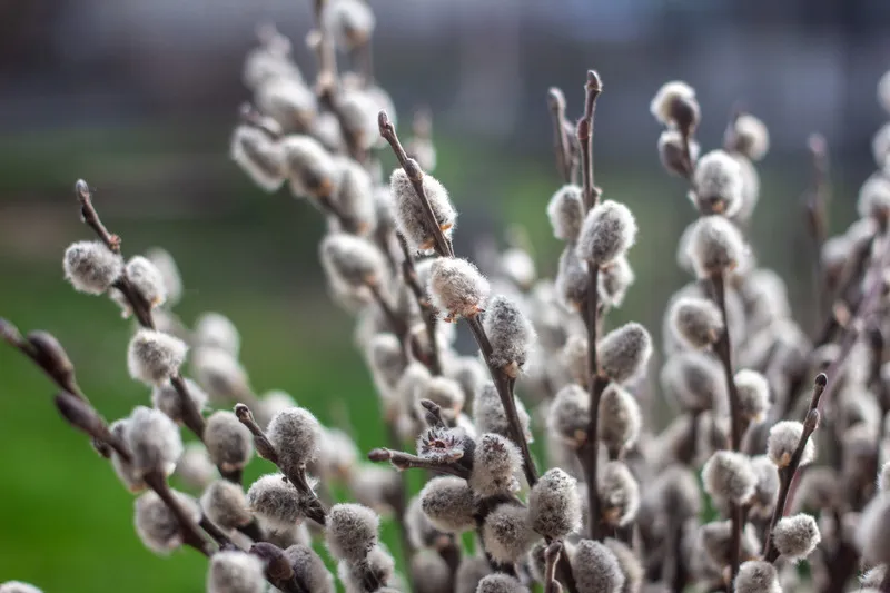 Веточки вербы Веточки вербы