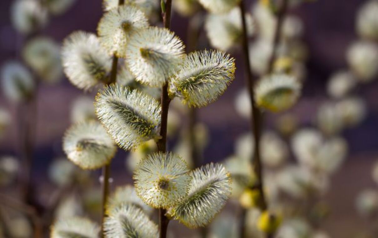 Вербна неділя 2024 в Україні - що українці святять у церкві у цей день Вербна неділя 2024 в Україні - що українці святять у церкві у цей день