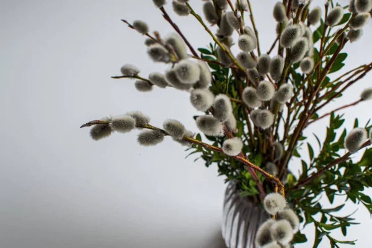 Поздравления на Вербное воскресенье - как правильно здороваться на украинском и что традиционно говорят Поздравления на Вербное воскресенье - как правильно здороваться на украинском и что традиционно говорят