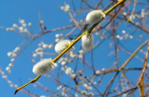Гілочки верби Гілочки верби