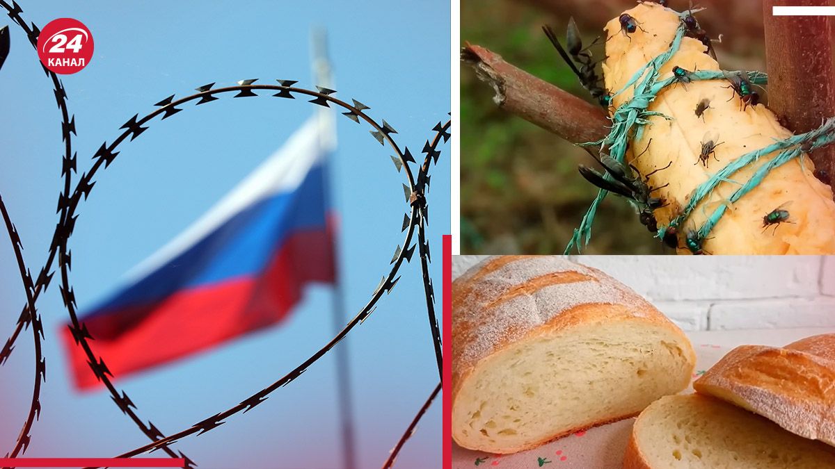 В России делают хлеб из мух В России делают хлеб из мух