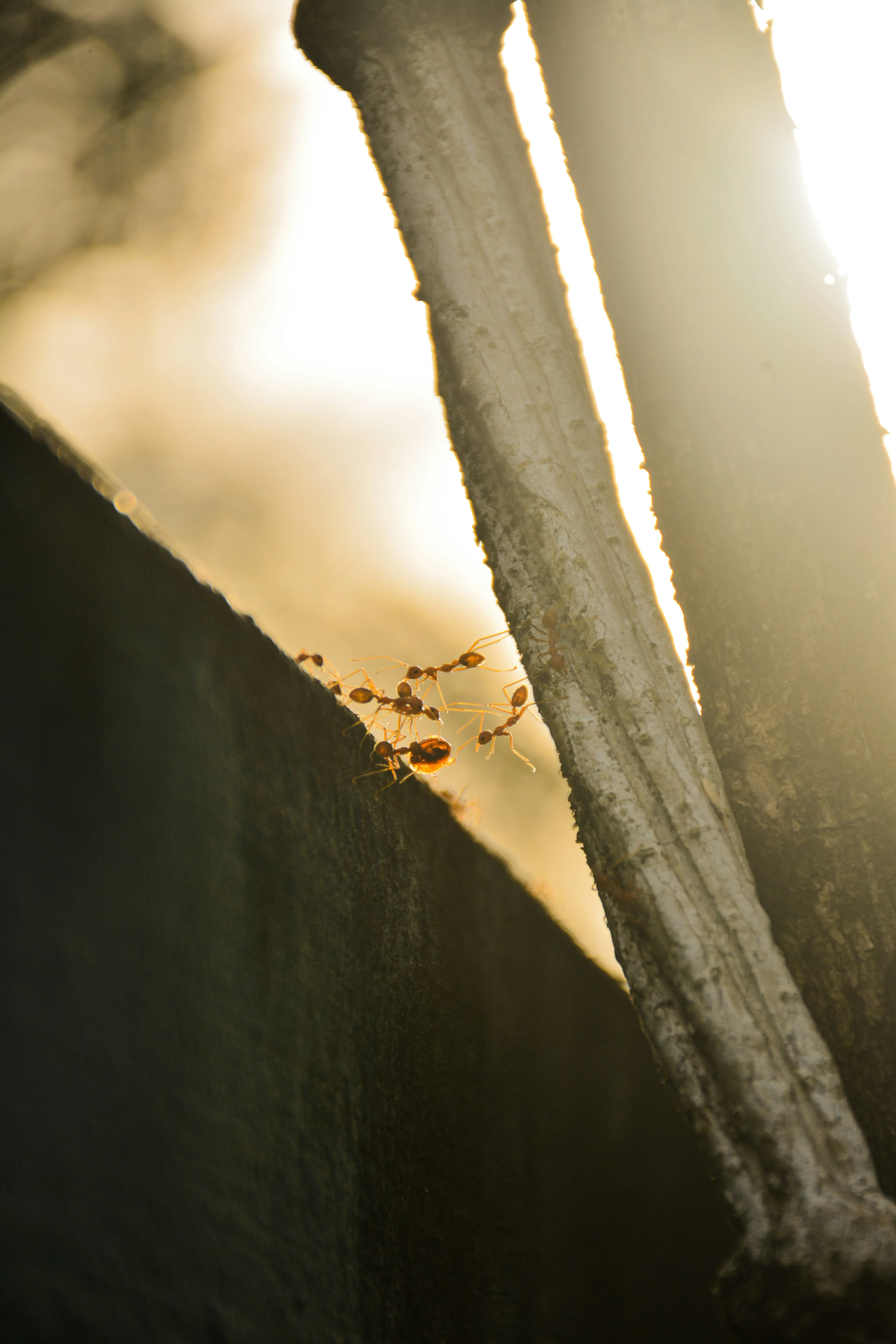 Как избавиться от муравьев на огороде: 5 народных методов, которые реально работают