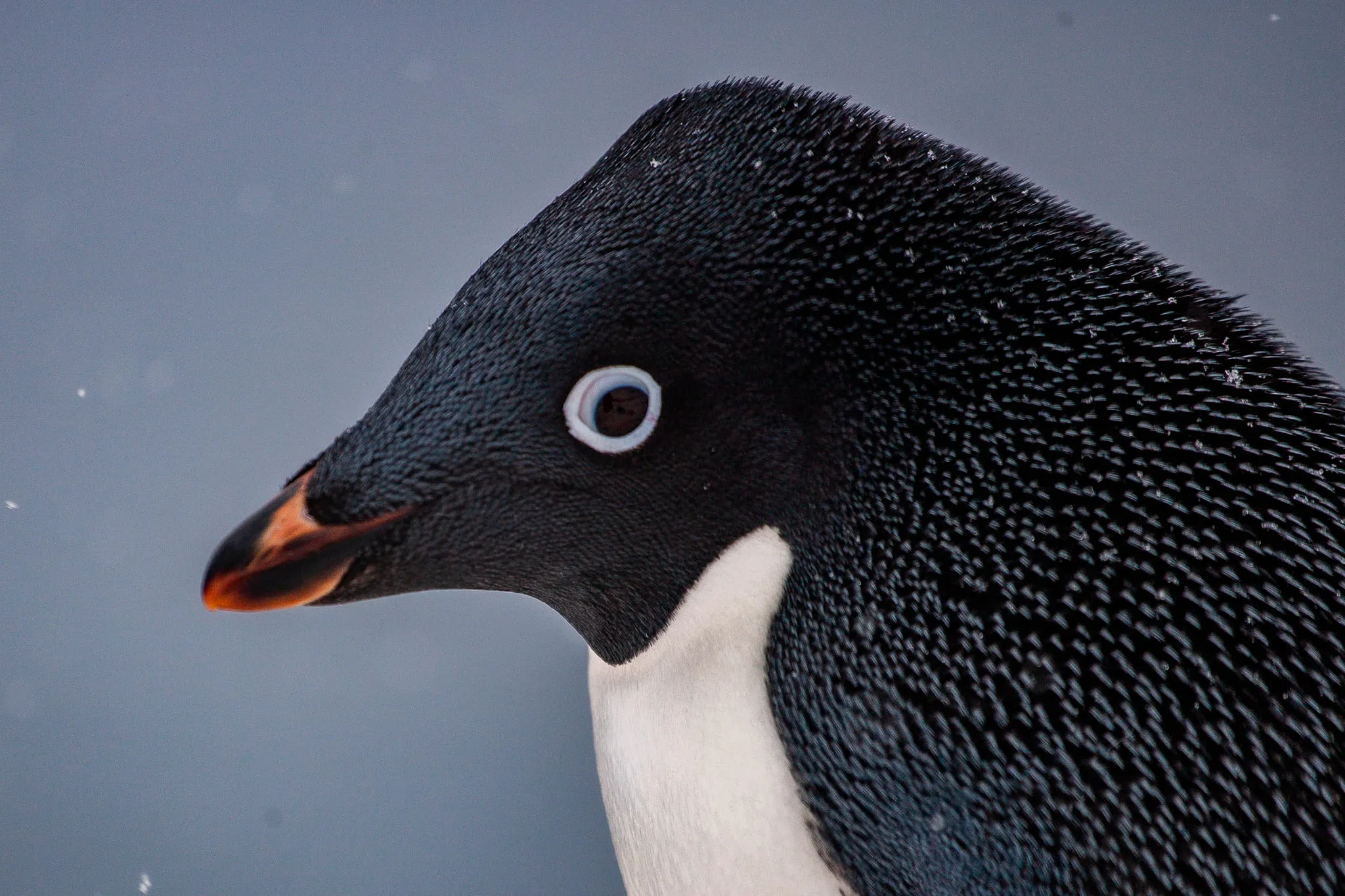 25 квітня - Всесвітній день пінгвінів