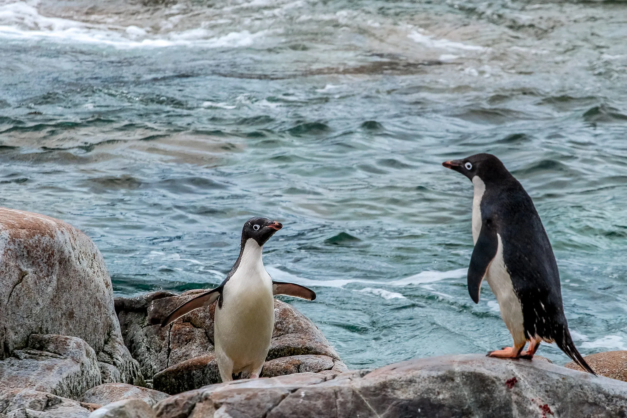 Ученые показали новые фото пингвинов