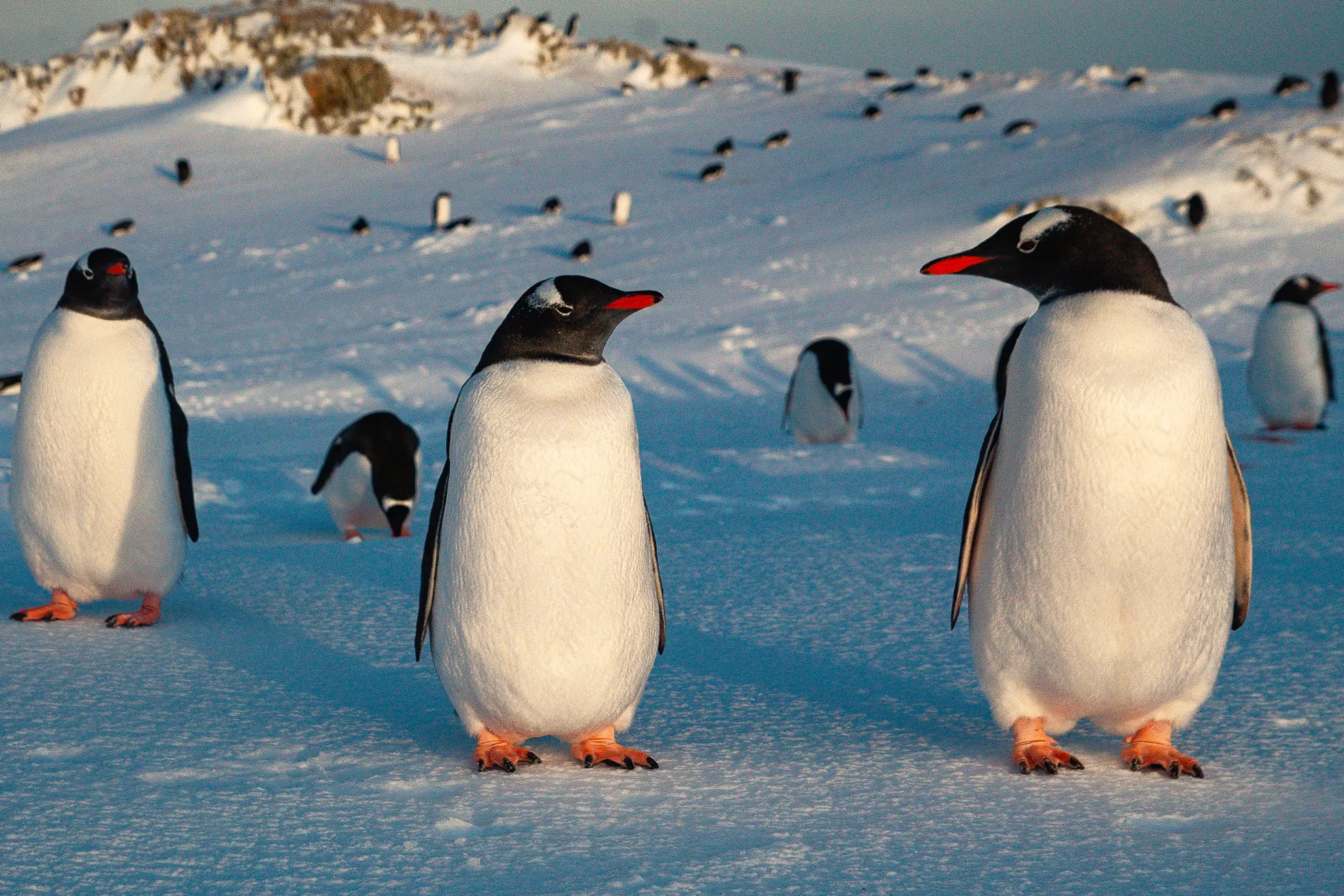 Чем похожи и различны пингвины