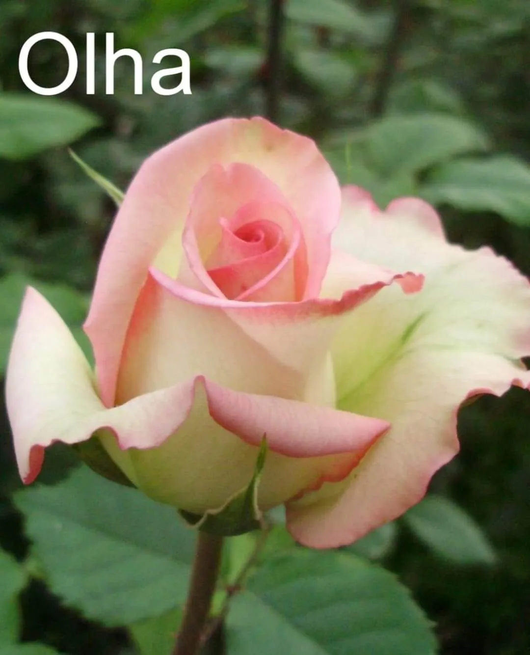 троянда Ольга, названа на честь Ольги Квілінської
