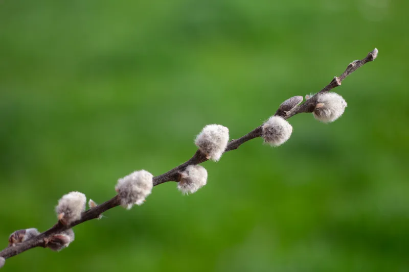 Вербное воскресенье 2024 года Вербное воскресенье 2024 года