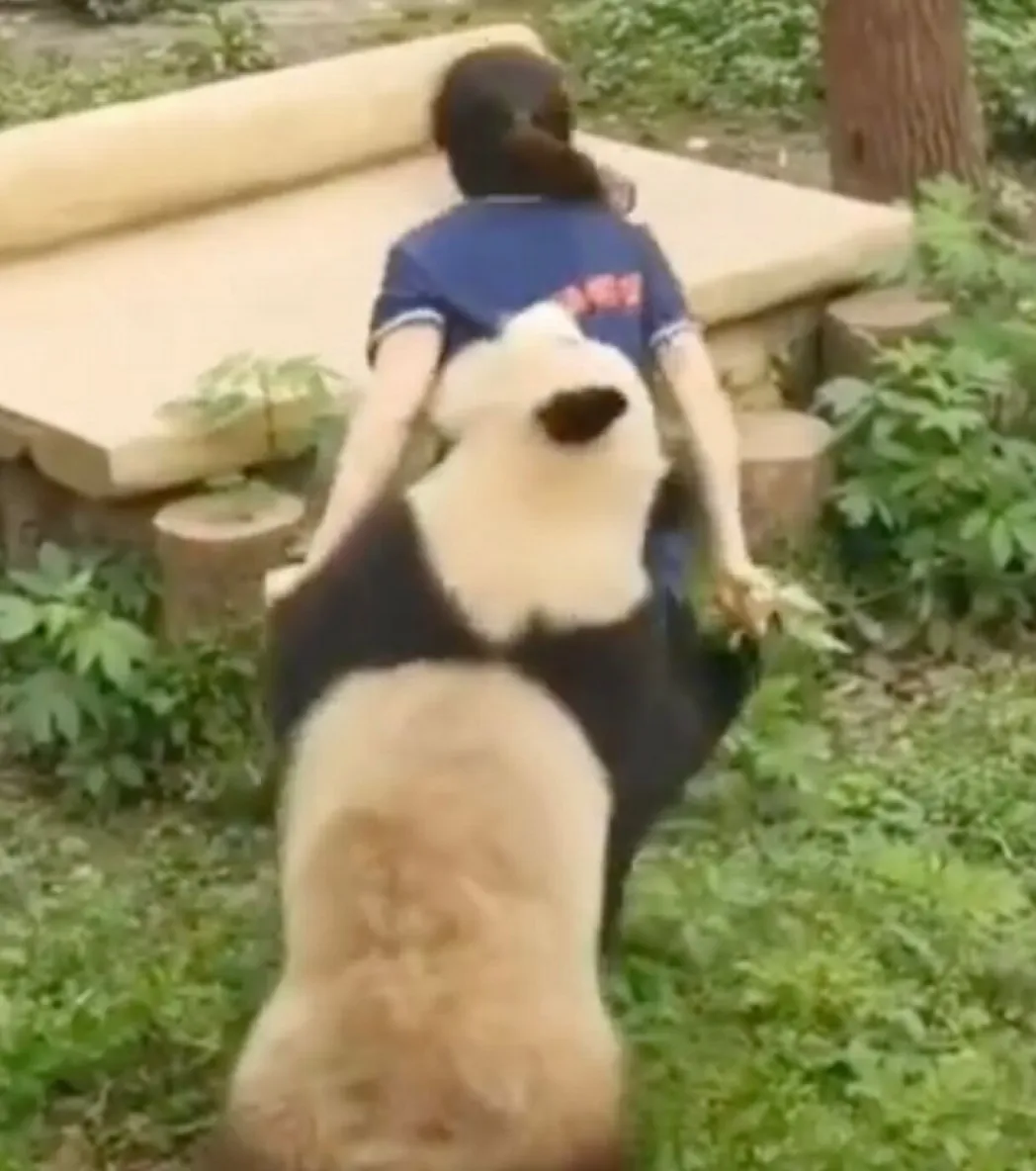 Панды напали на смотрительницу зоопарка