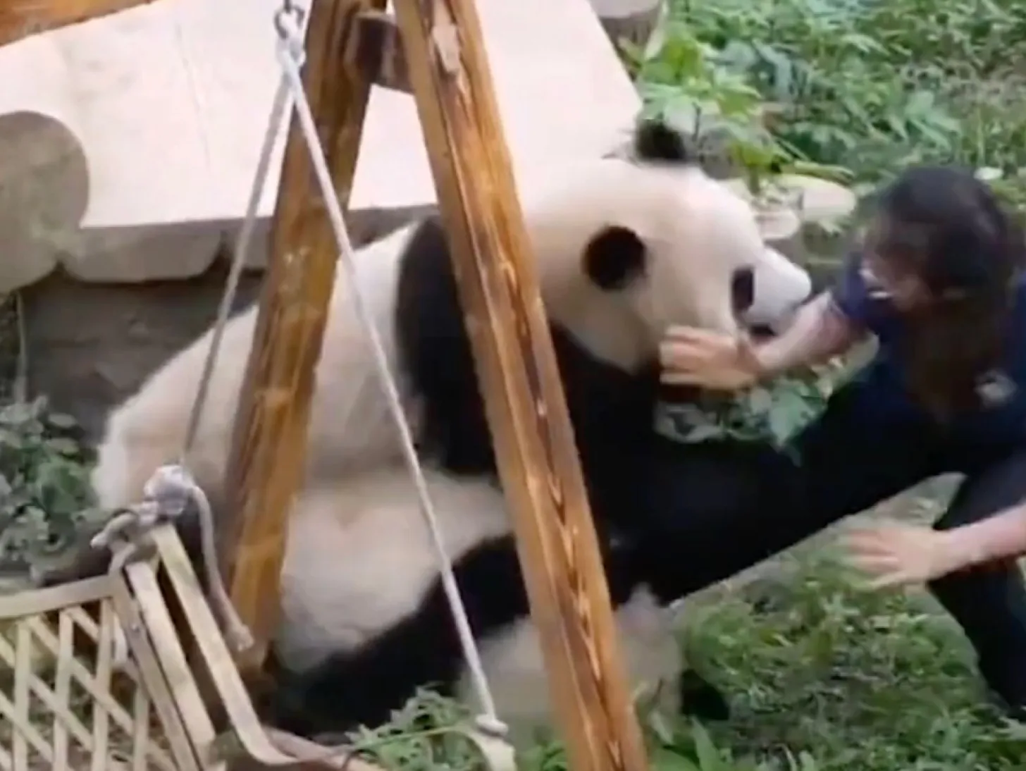 Панди напали на доглядачку зоопарку