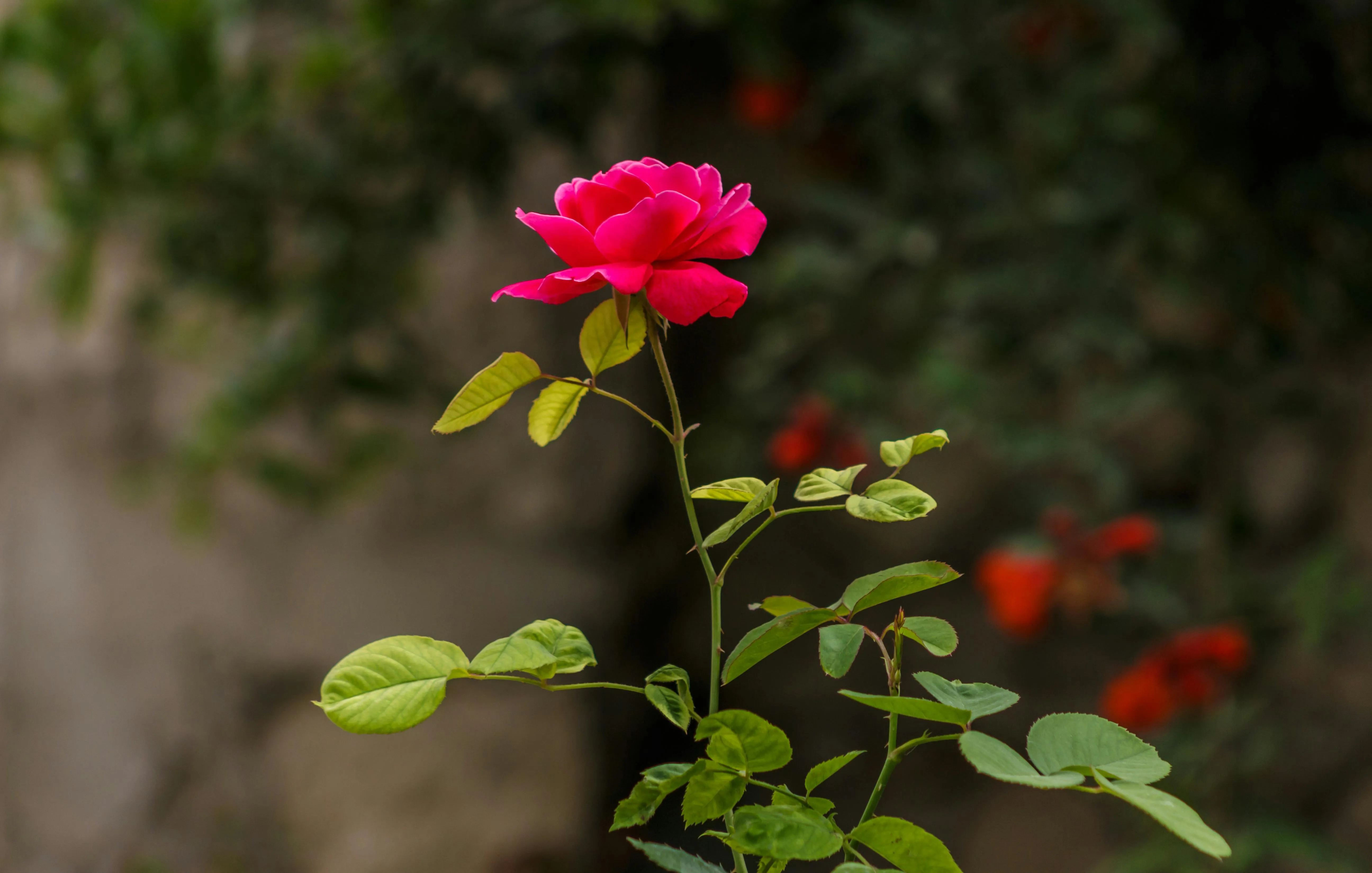 Троянду можна підживлювати мнеральними добривами