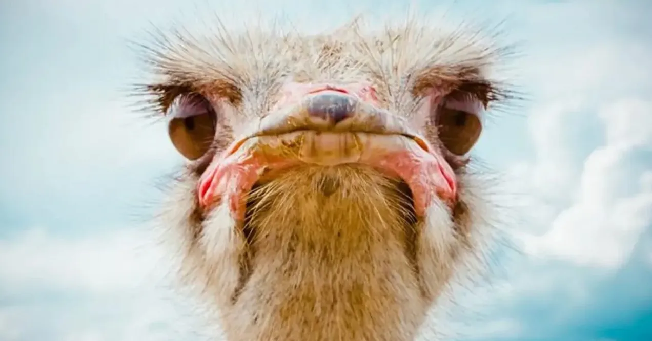  Диаметр глаз у страусов составляет примерно 5 сантиметров.
