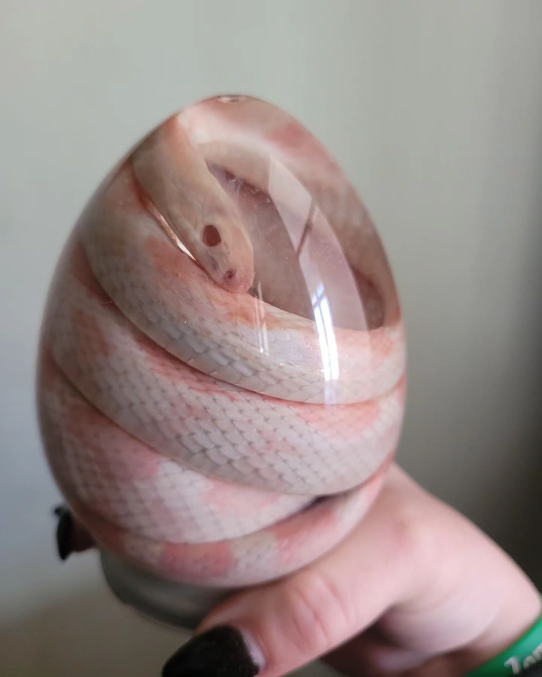 Женщина создает элементы декора из тушек животных.