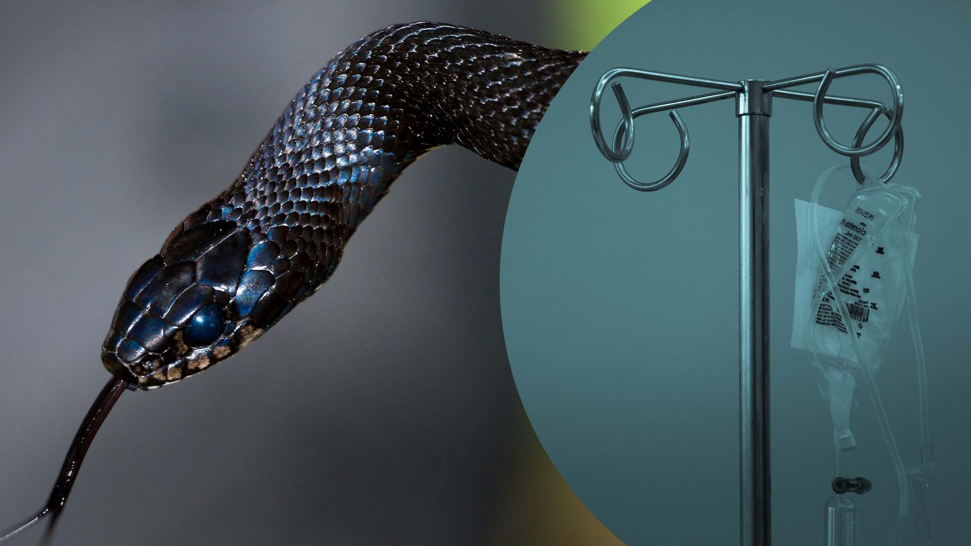 Перші випадки укусів змій на Львівщині - 24 Канал Перші випадки укусів змій на Львівщині - 24 Канал