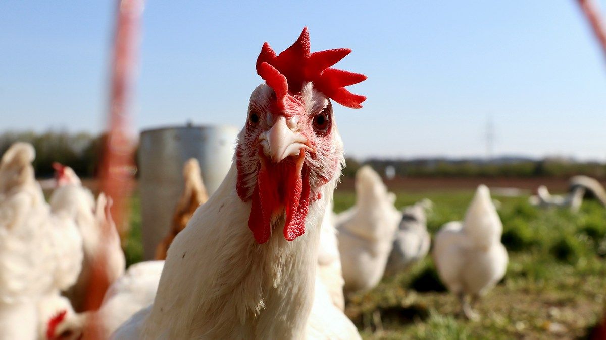 Куры способны краснеть из-за страха и эмоционального возбуждения так же, как и люди Куры способны краснеть из-за страха и эмоционального возбуждения так же, как и люди