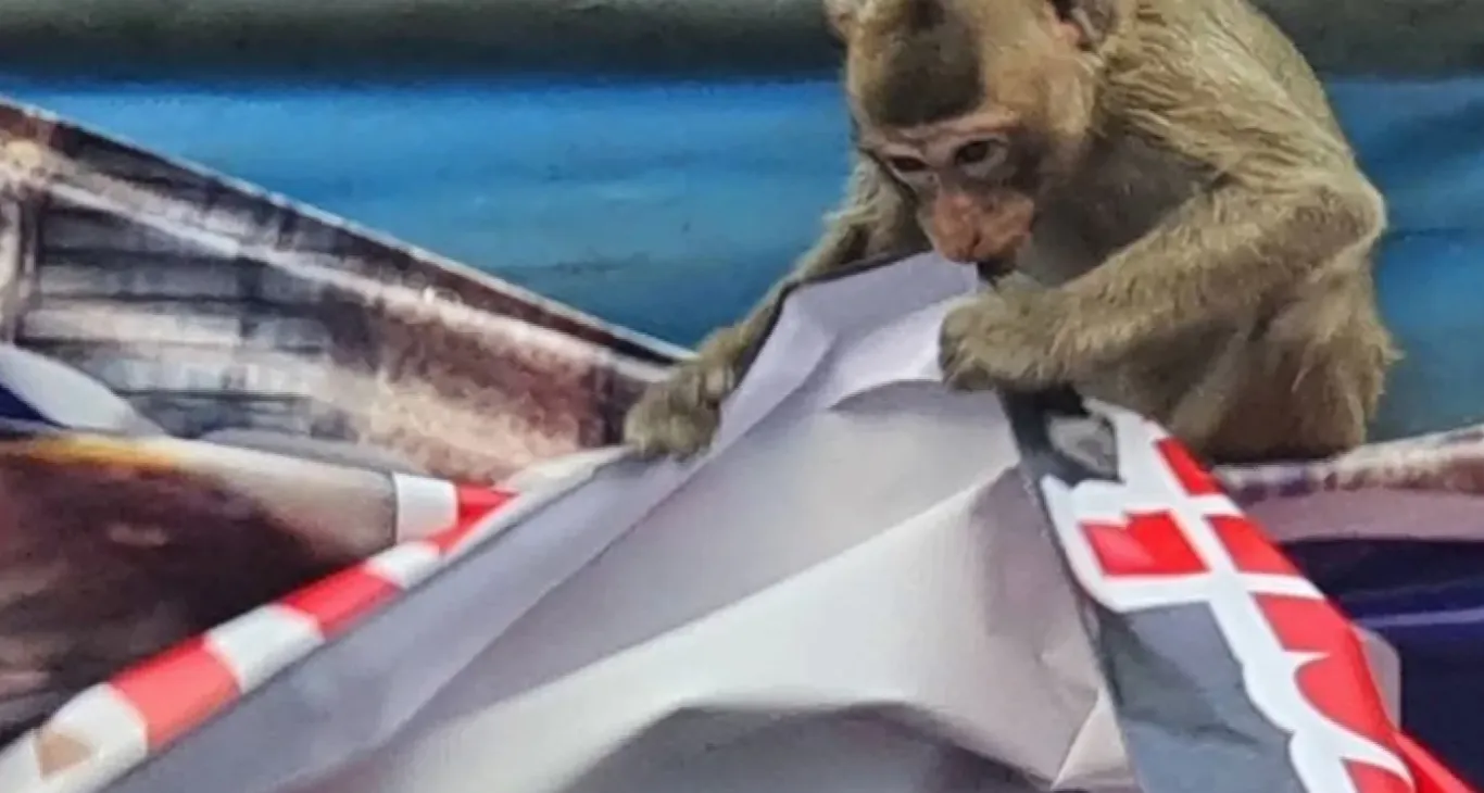 Обезьяна ест плакат с призывом остановить нашествие обезьян