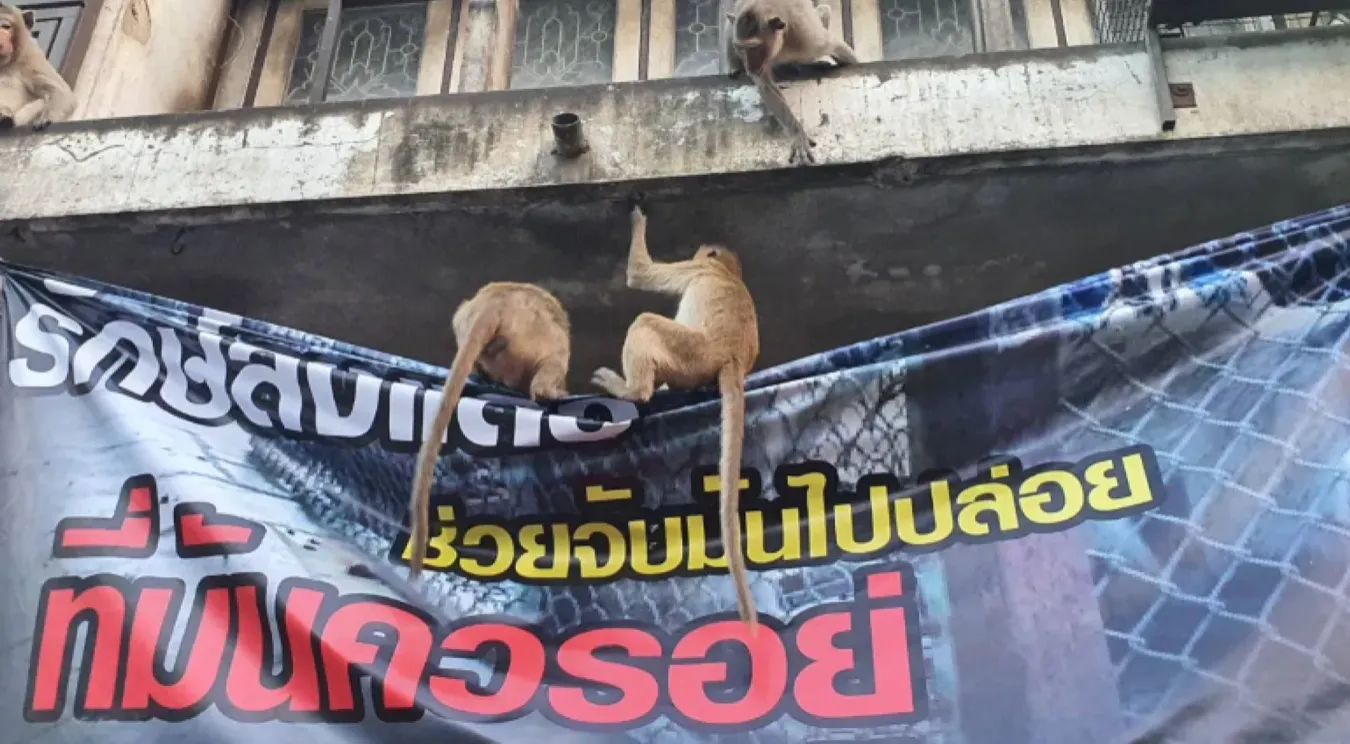 Стая животных вышла на улицу, сорвала и уничтожила вывешенные плакаты 