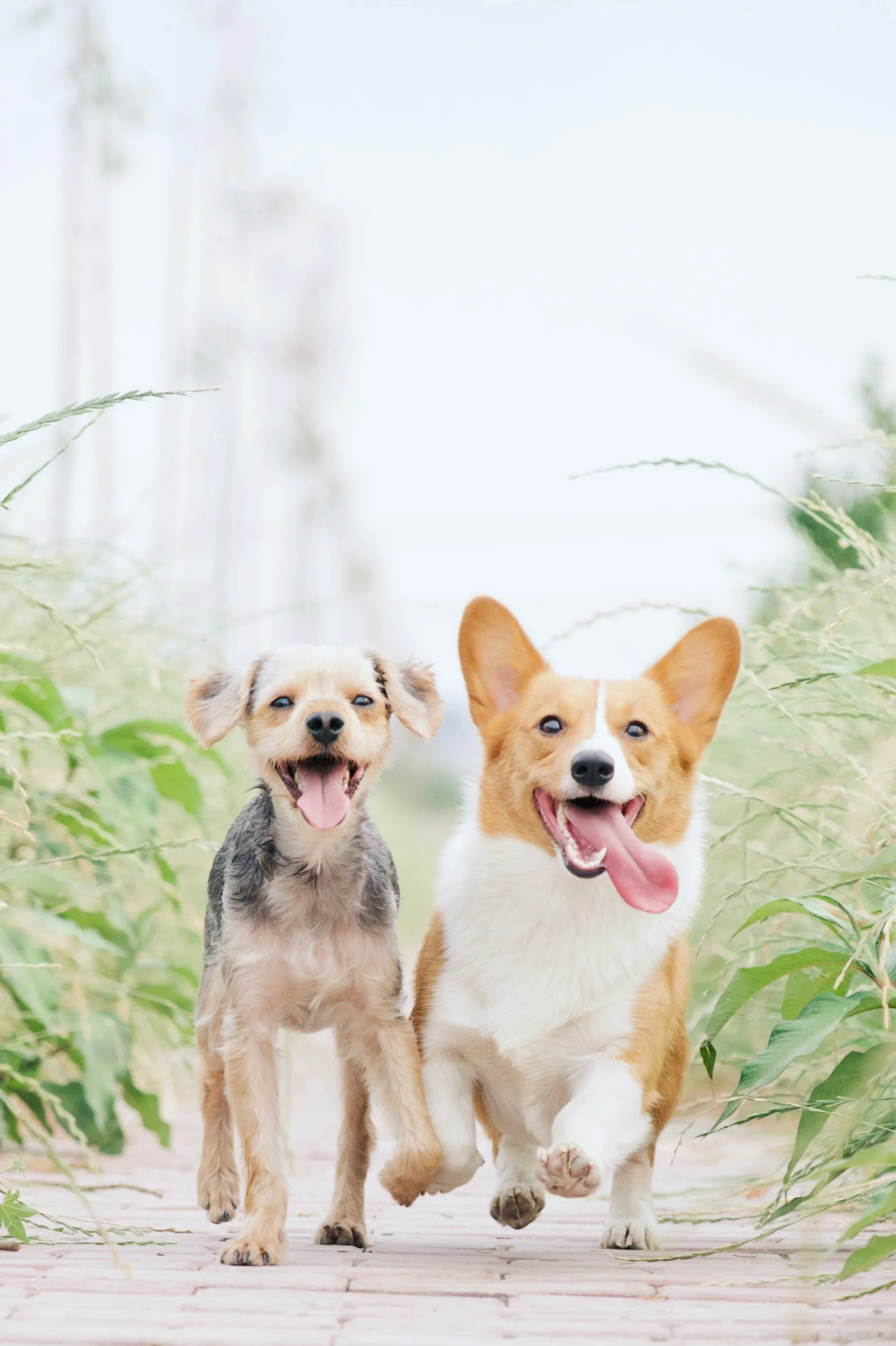 Нове дослідження спростовує ідею про те, що деякі породи собак мають кращий нюх, ніж інші