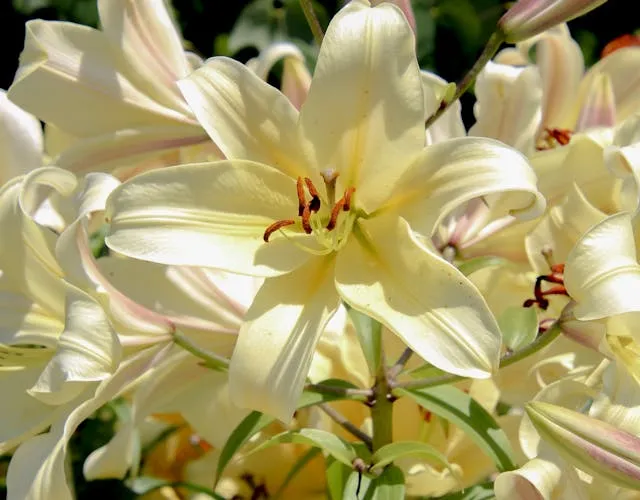 Лилии цветут на клумбе Лилии цветут на клумбе