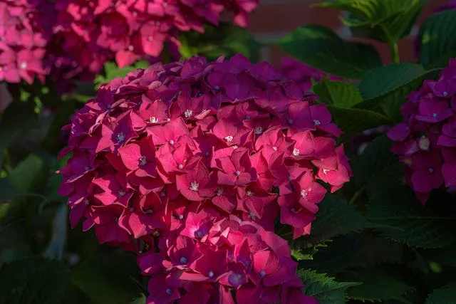 Гортензии цветут в саду Гортензии цветут в саду