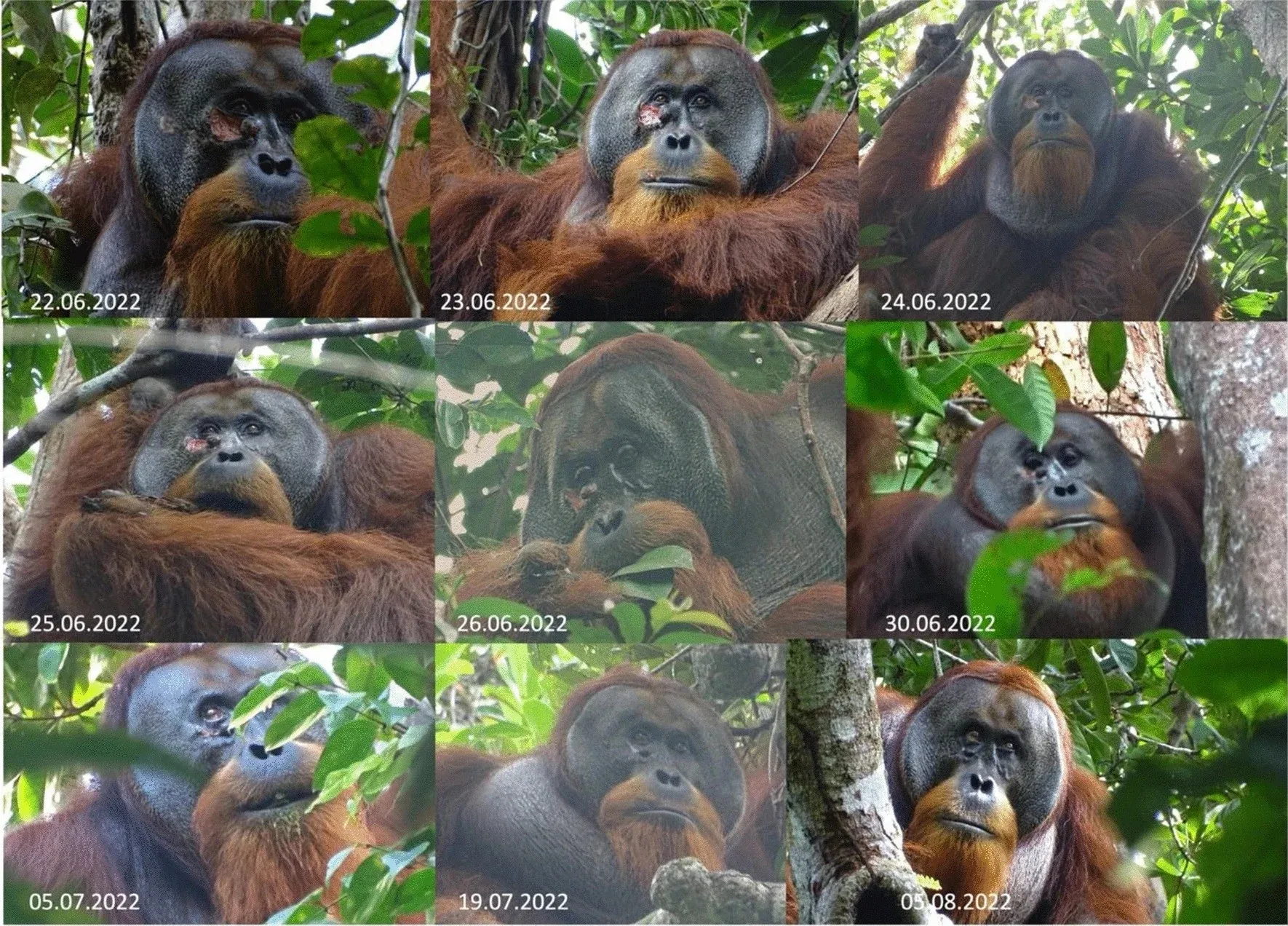 Снимки орангутанга Ракуса до, во время и после успешного лечения с использованием растения