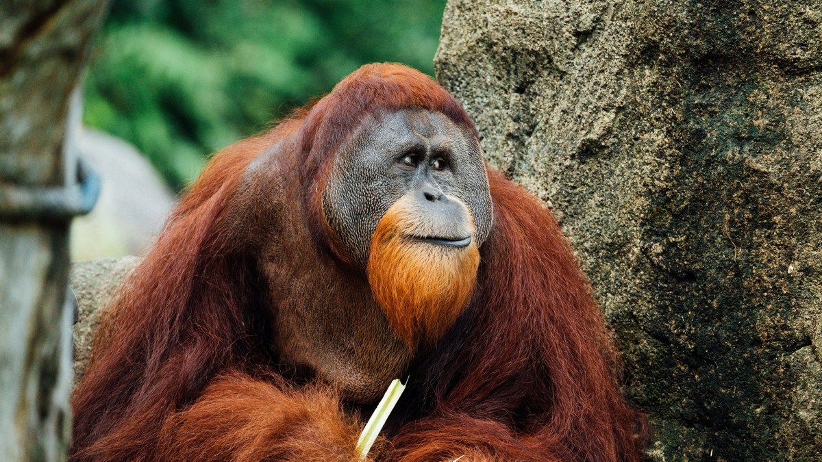 В первом задокументированном случае дикое животное лечило рану лекарственным растением В первом задокументированном случае дикое животное лечило рану лекарственным растением