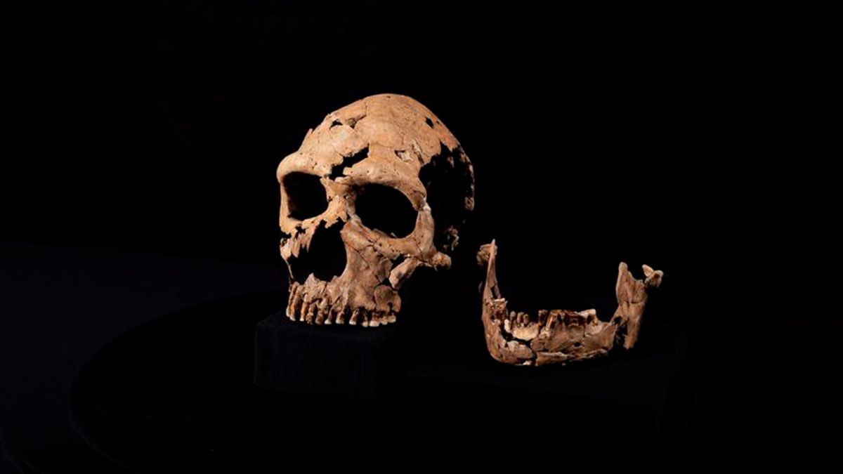 Реконструировано лицо неандертальской женщины возрастом 75 000 лет
