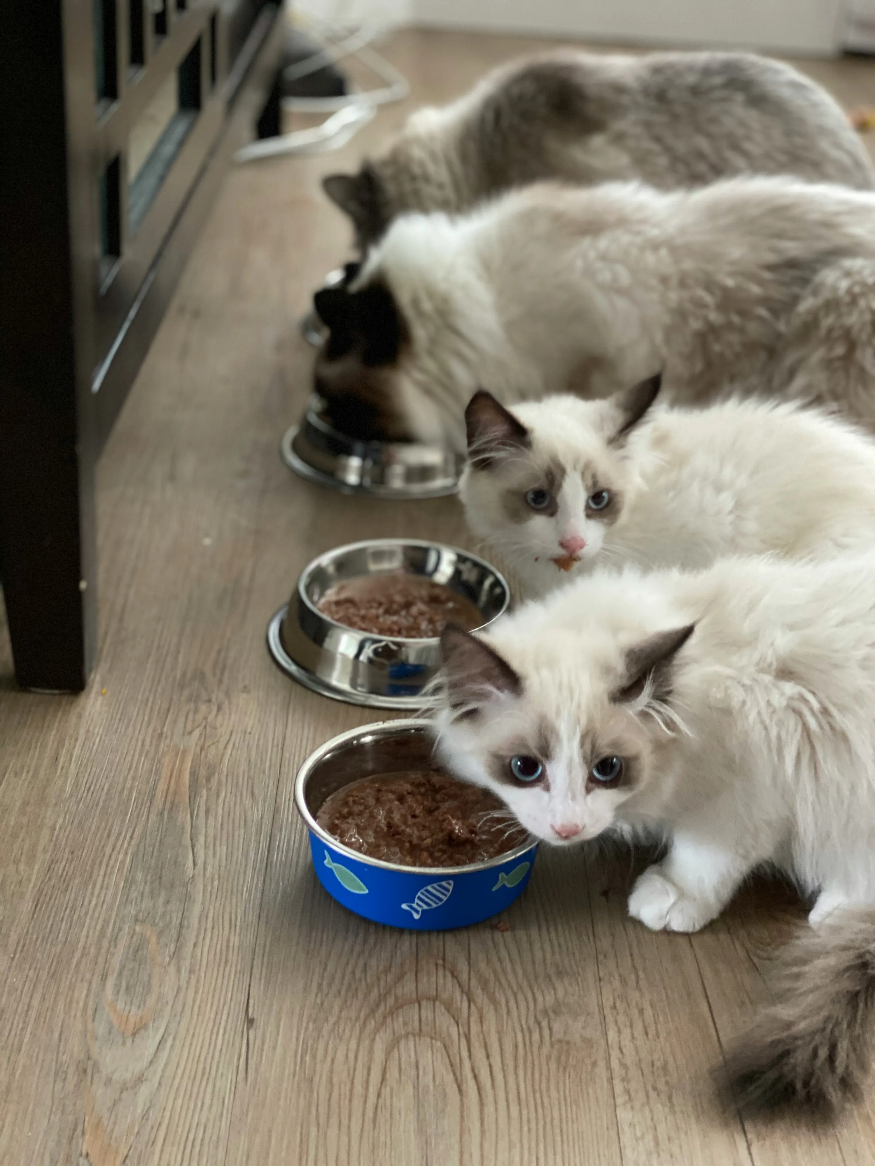 Кошки едят пищу из мисочек Кошки едят пищу из мисочек
