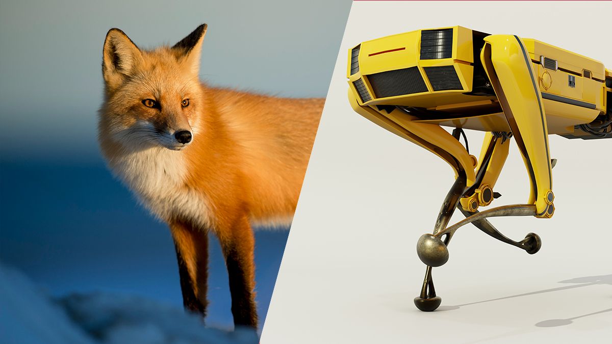 Ученые объяснили, почему наши роботы до сих пор отстают от животных - Техно Ученые объяснили, почему наши роботы до сих пор отстают от животных - Техно