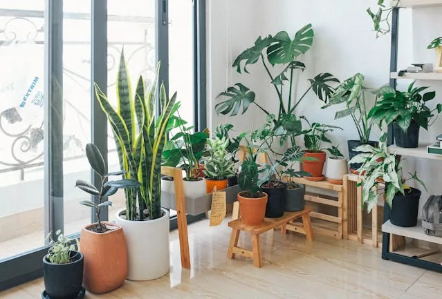 Комнатные растения в квартире