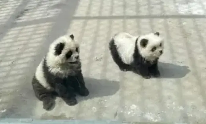 У зоопарку пофарбували собак у панд