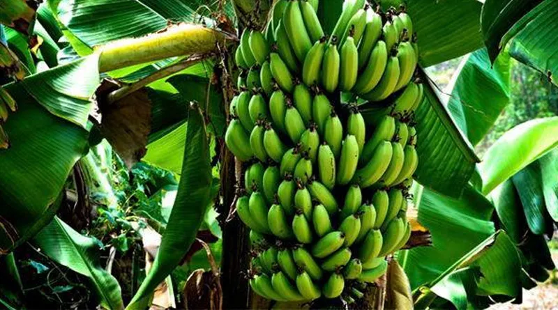 Бананова ферма здивує і дорослих, і дітей