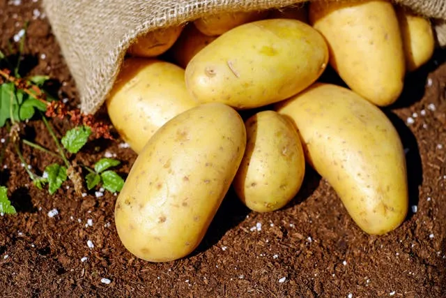 Картопля на городі