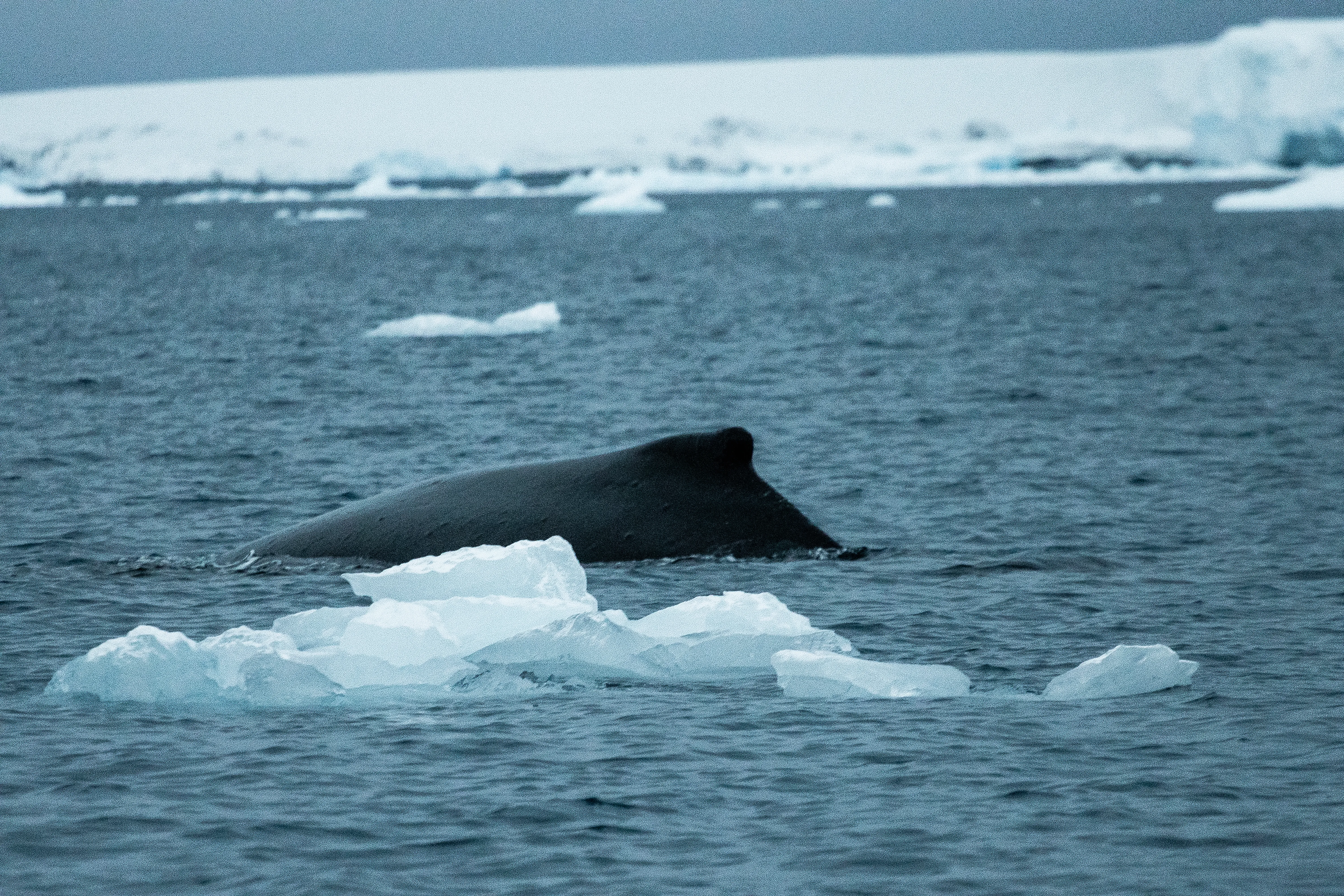 кит в Антарктиді