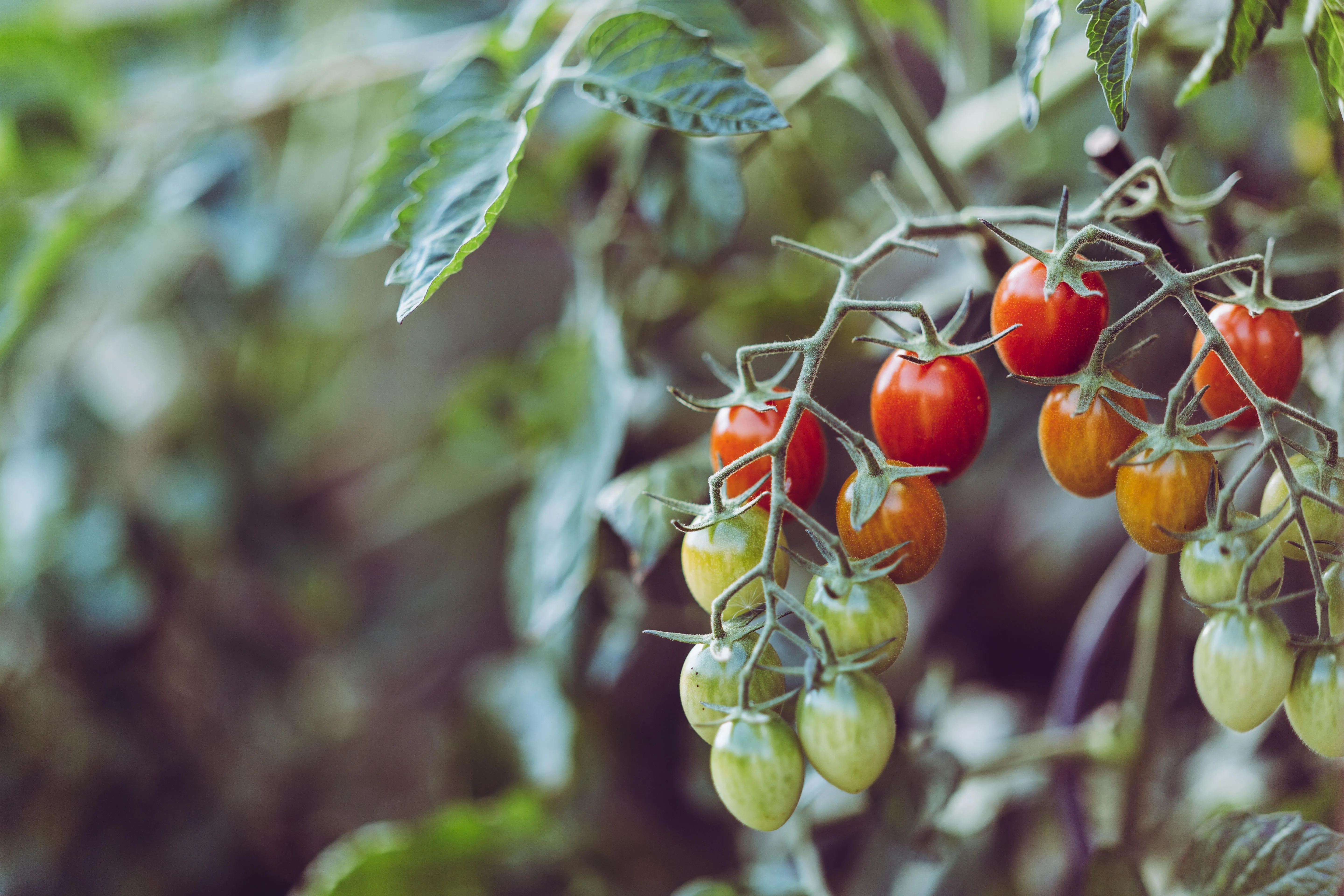 Огородники отметили лучшее время для посадки помидоров