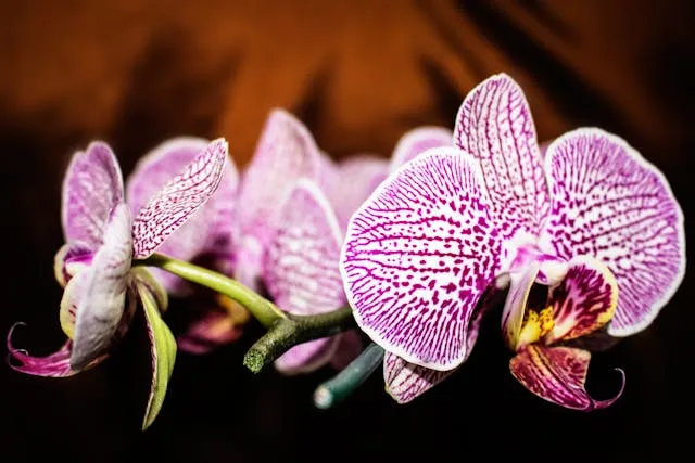 Орхідеї цвітуть