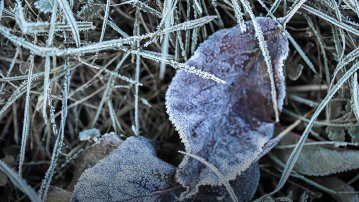 Где прогнозируют сильные заморозки Где прогнозируют сильные заморозки
